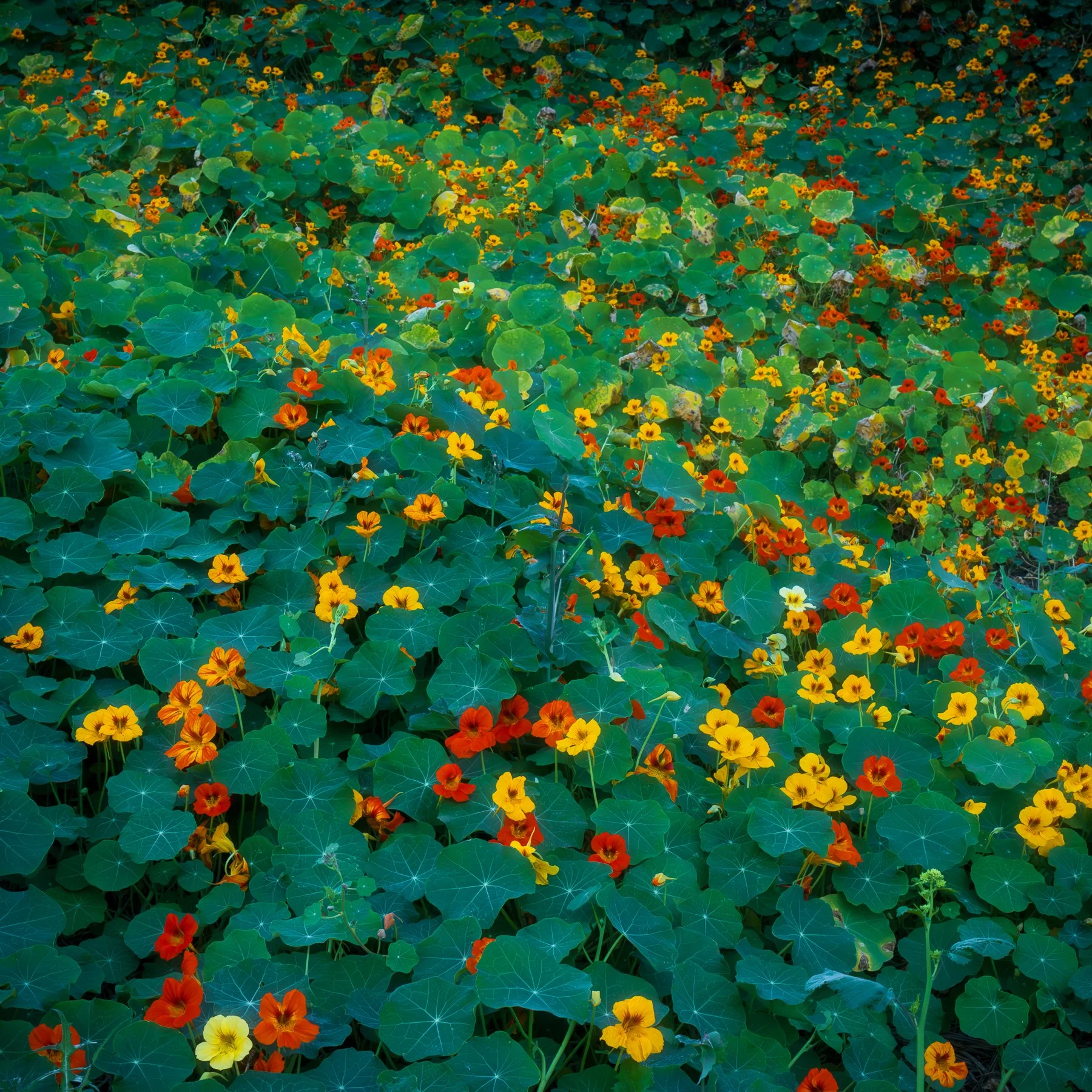 Bed of Color