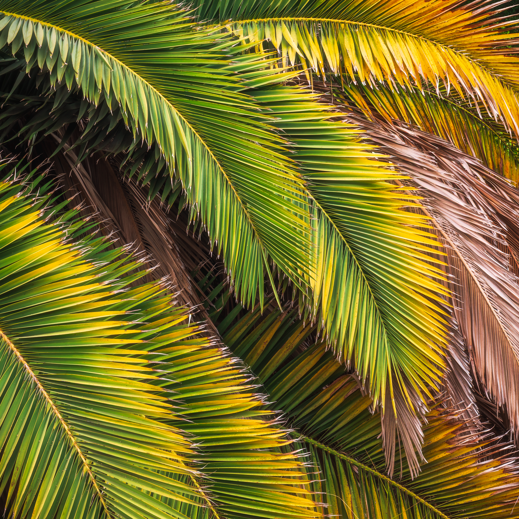 Palms