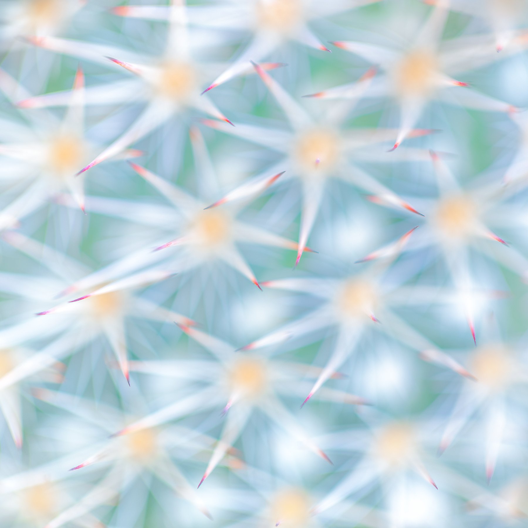 A Dangerous Game of Jacks