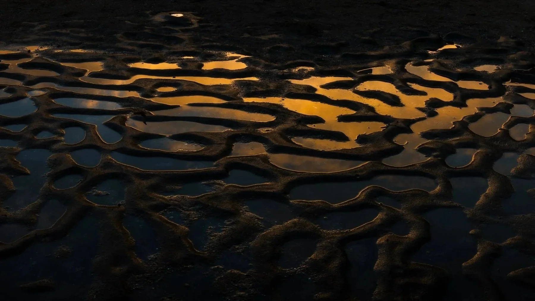 Amoeba
