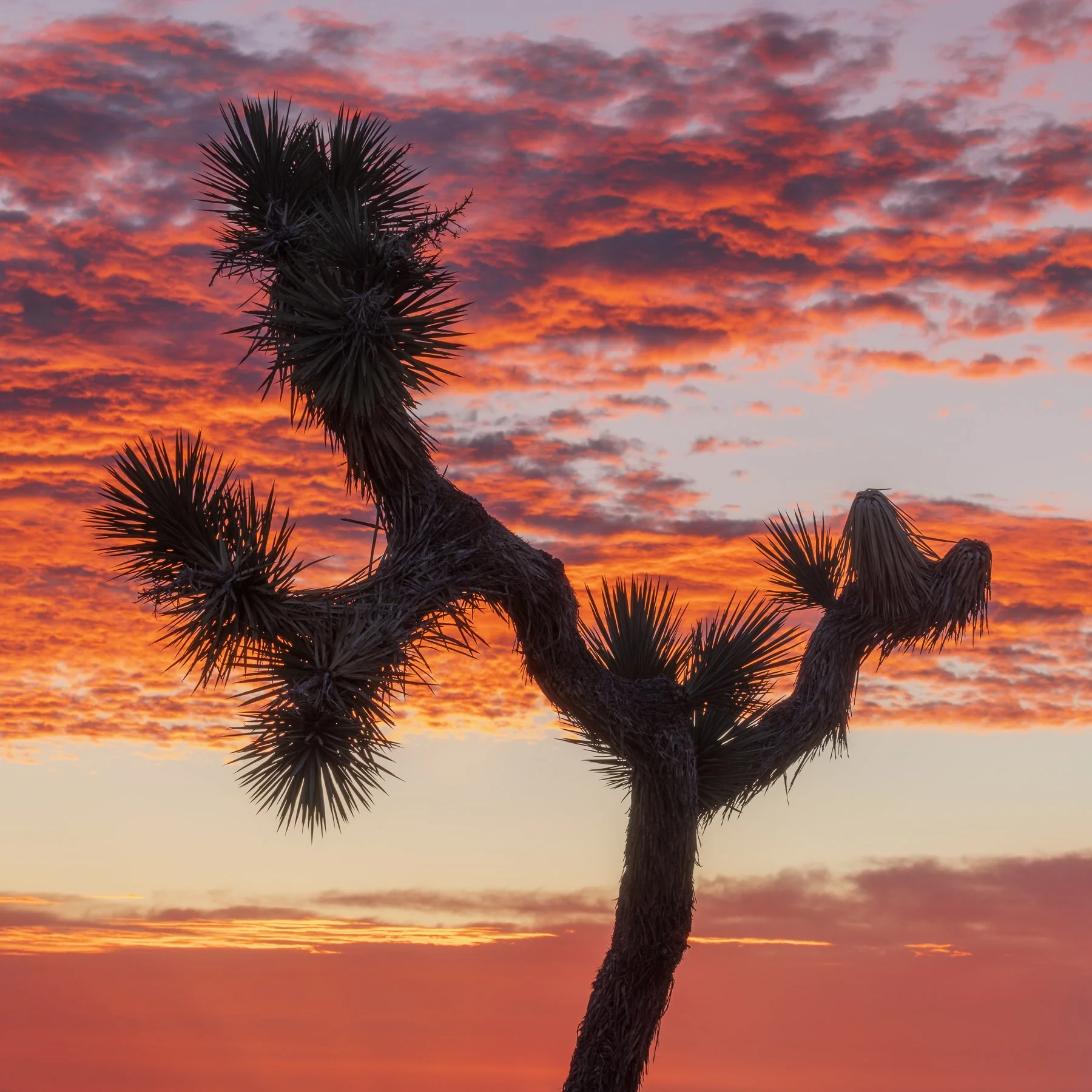Dancing at Dawn