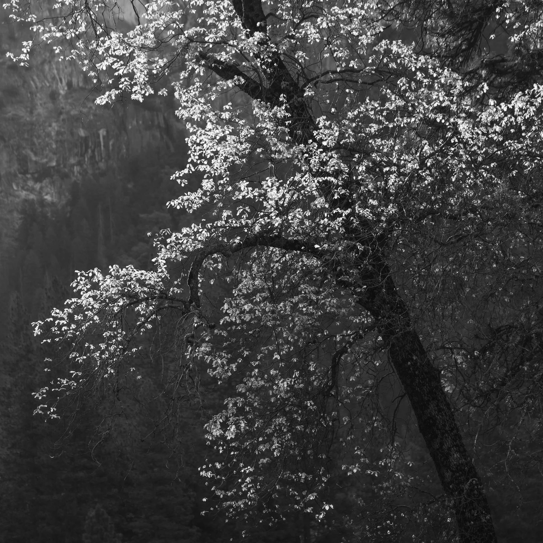  Yosemite NP, CA. (2026) 