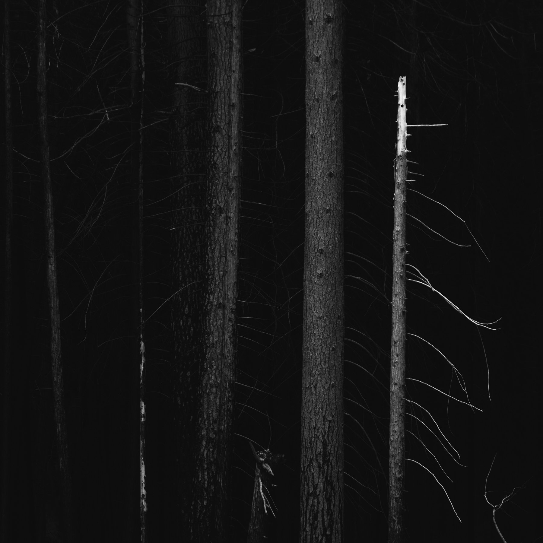  Yosemite NP, CA. (2026) 