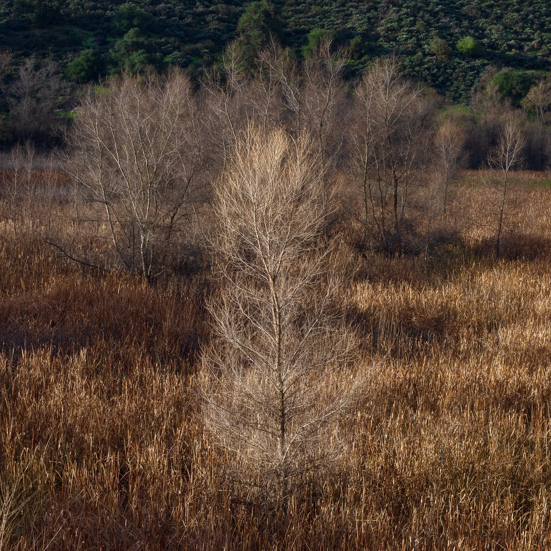 Lake Hodges Image 3
