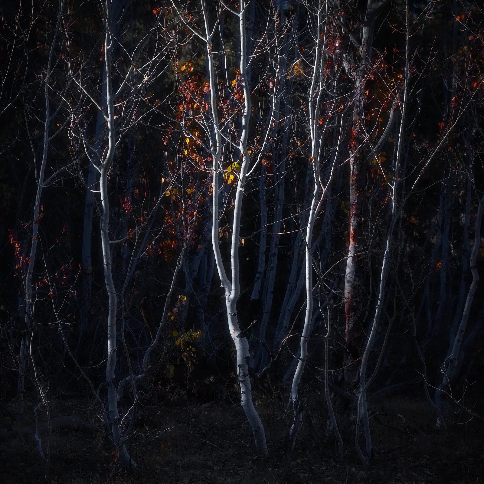 Utah’s Autumn Jewelry
