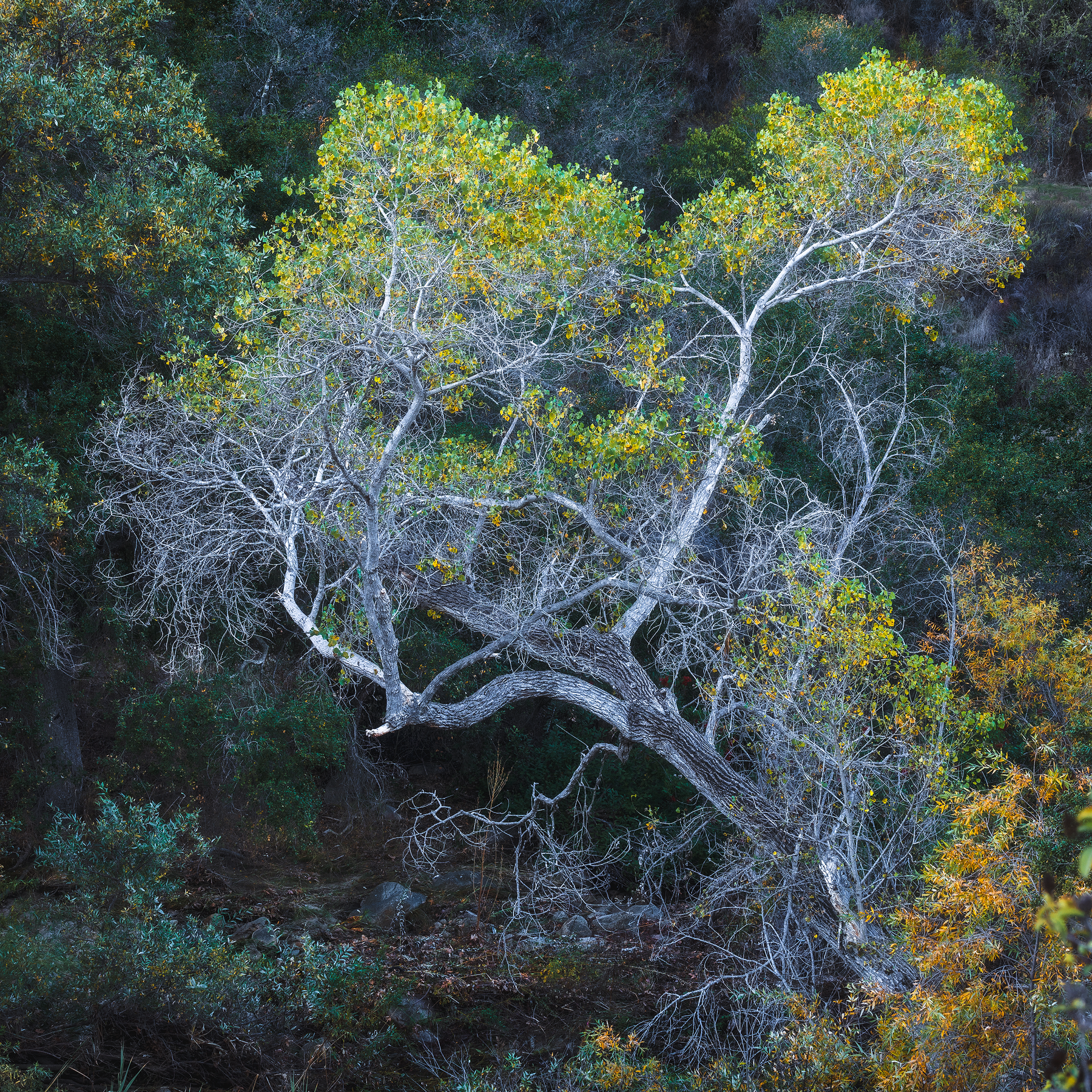 Forest Waltz II