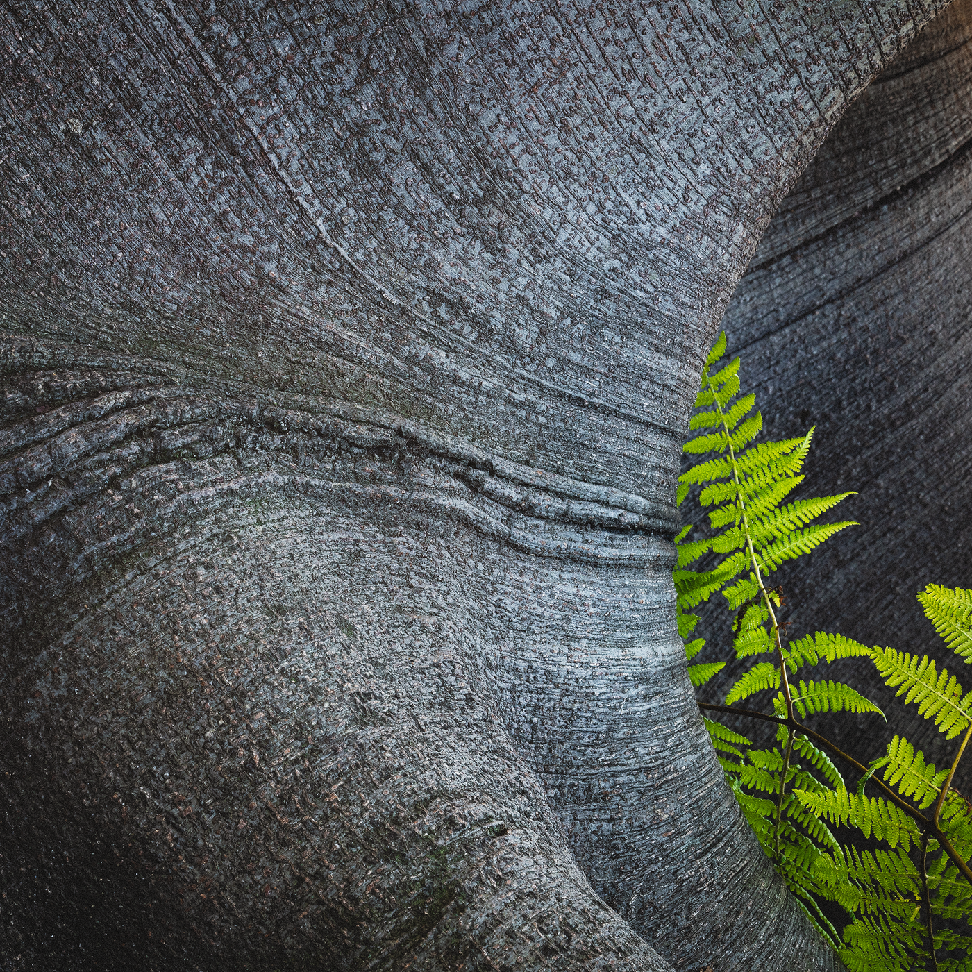 The Elephant’s Secret Garden