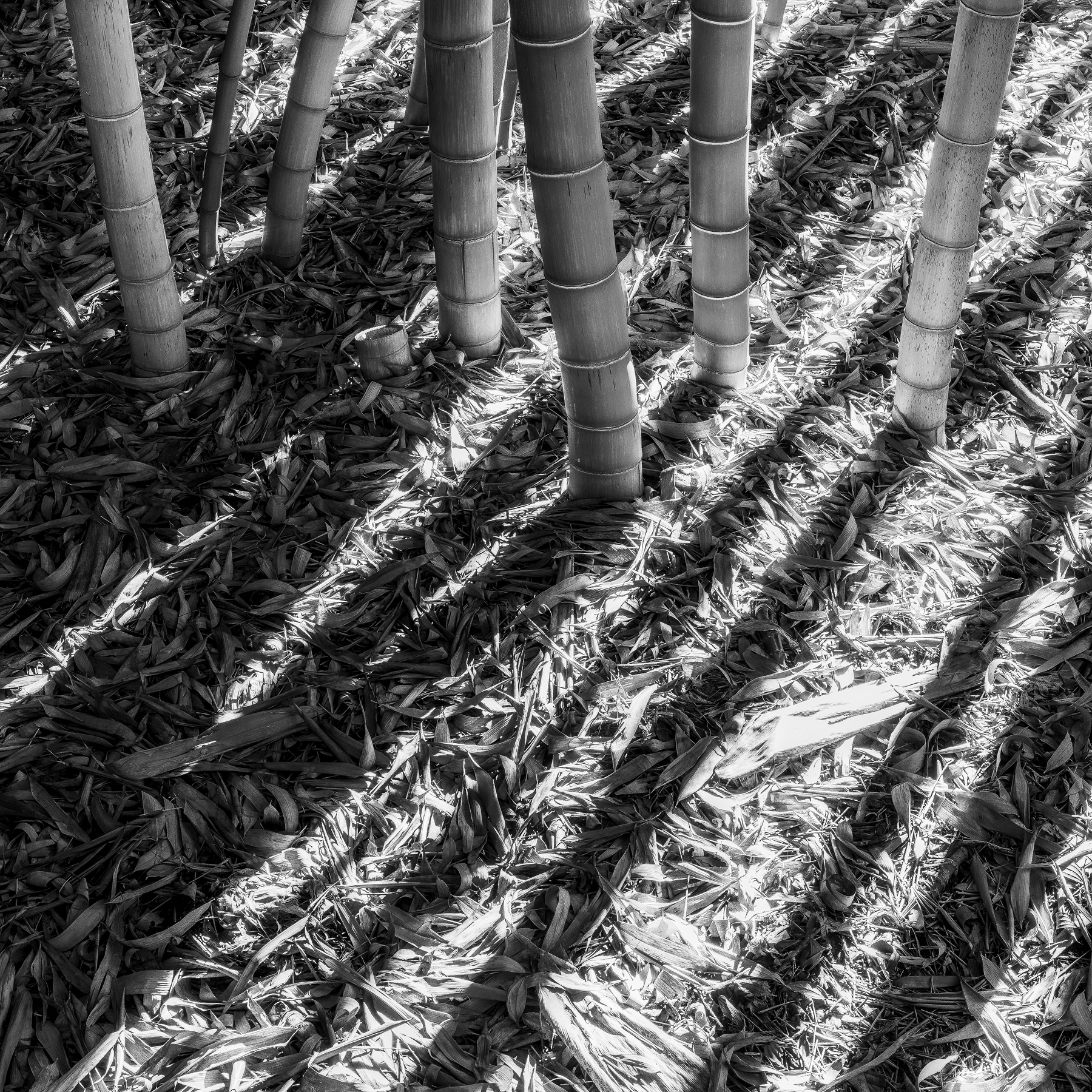 Bamboo