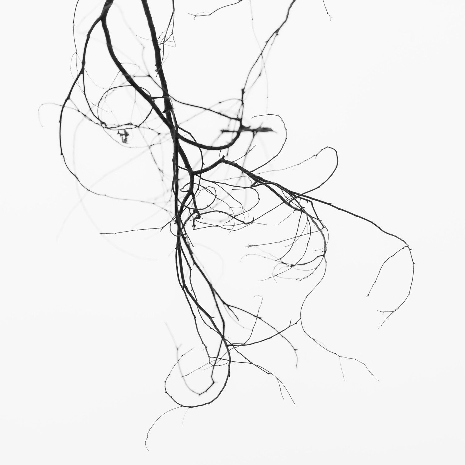 Scribble