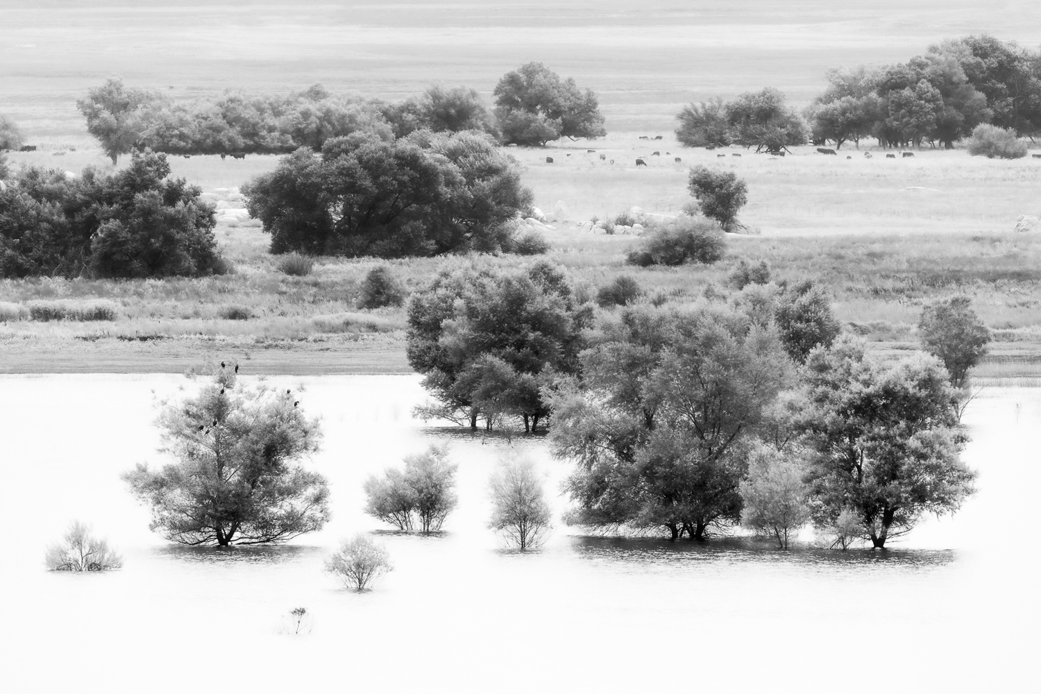 The Crossing