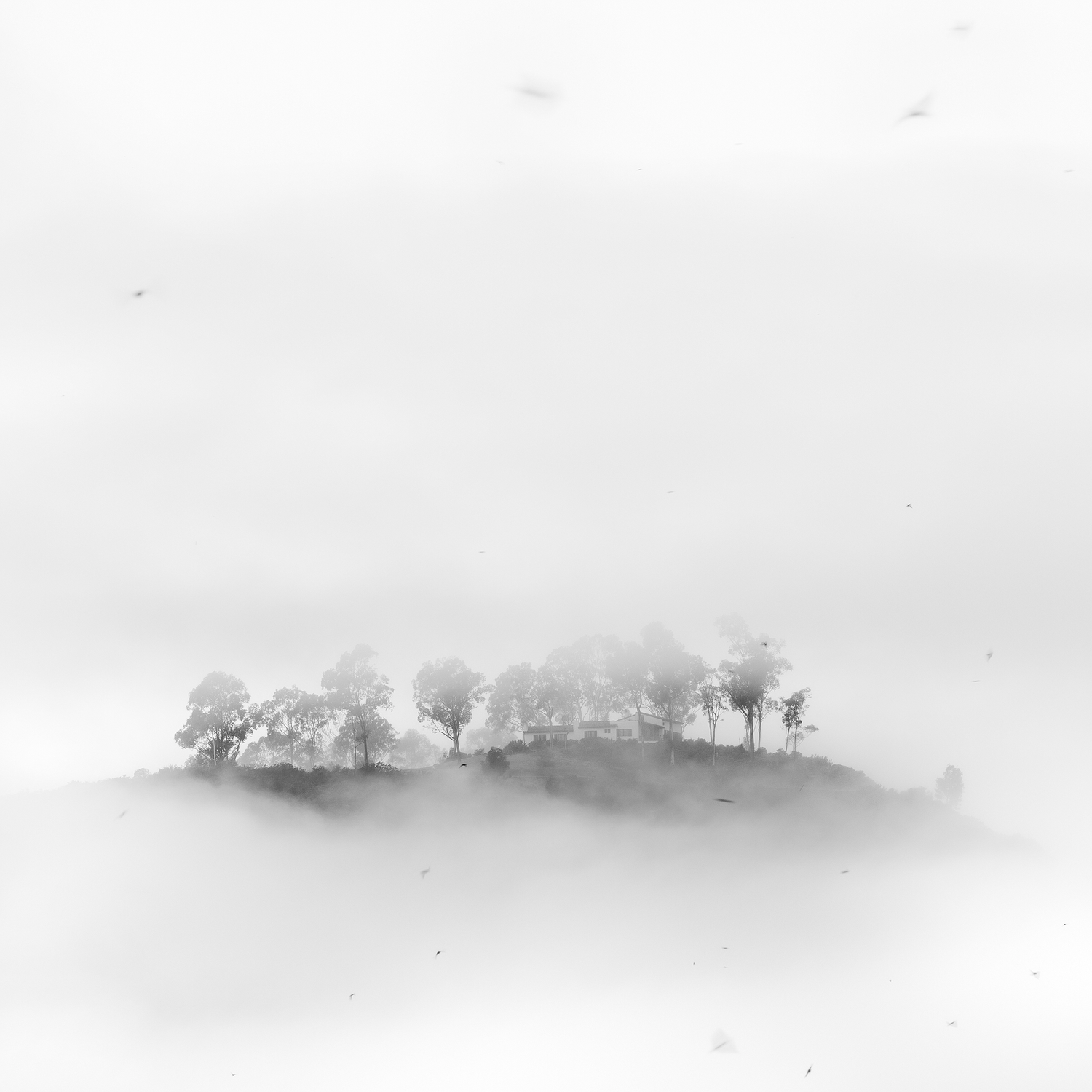 Flock