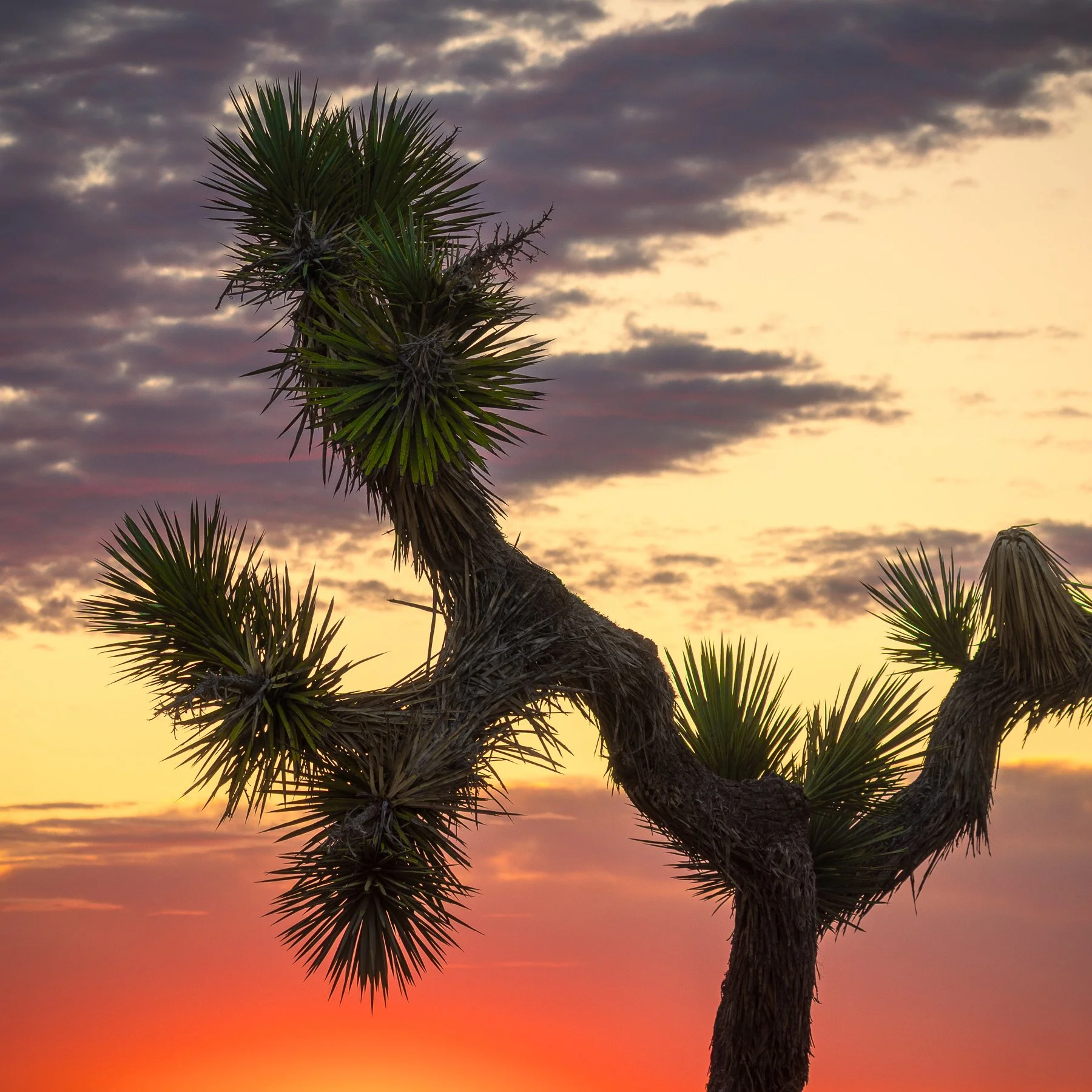  Joshua Tree, CA. (2025) 