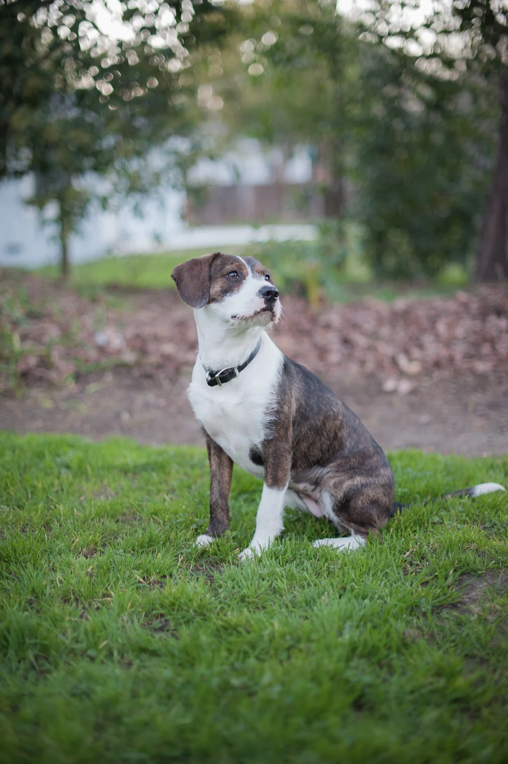 Ruby the rescue dog // Ashley Petersen Photography