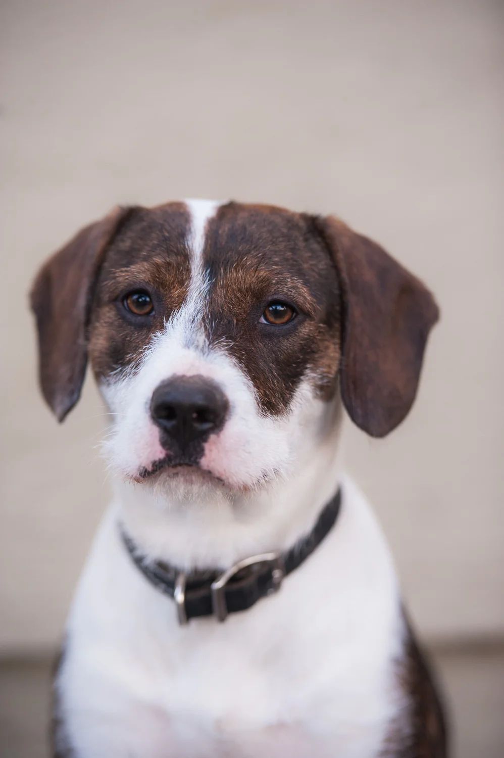 Portrait of Ruby the Rescue // Ashley Petersen Photography 
