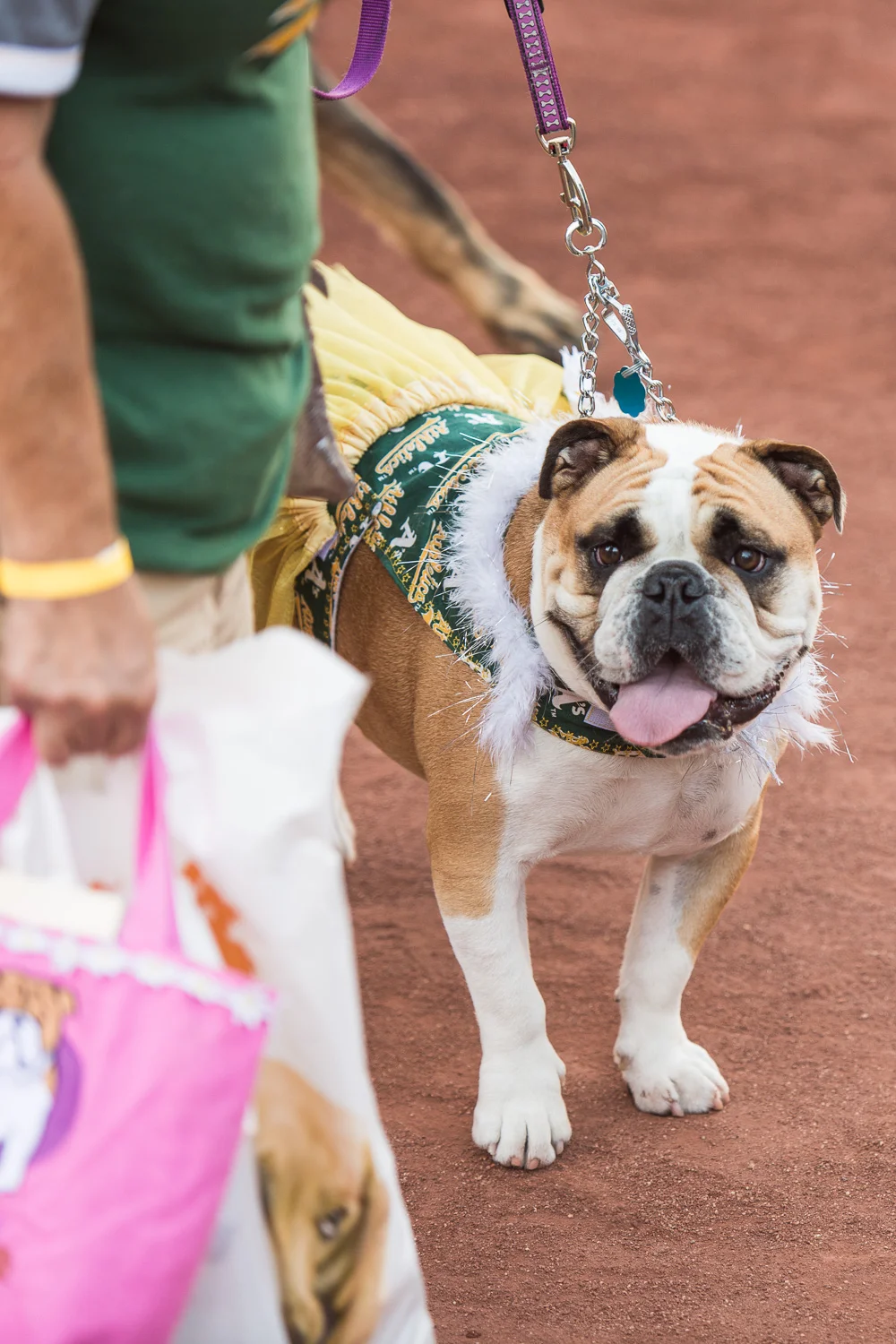 A dog in the parade, Okaland A's Dog Day at the Park // Ashley Petersen Photography