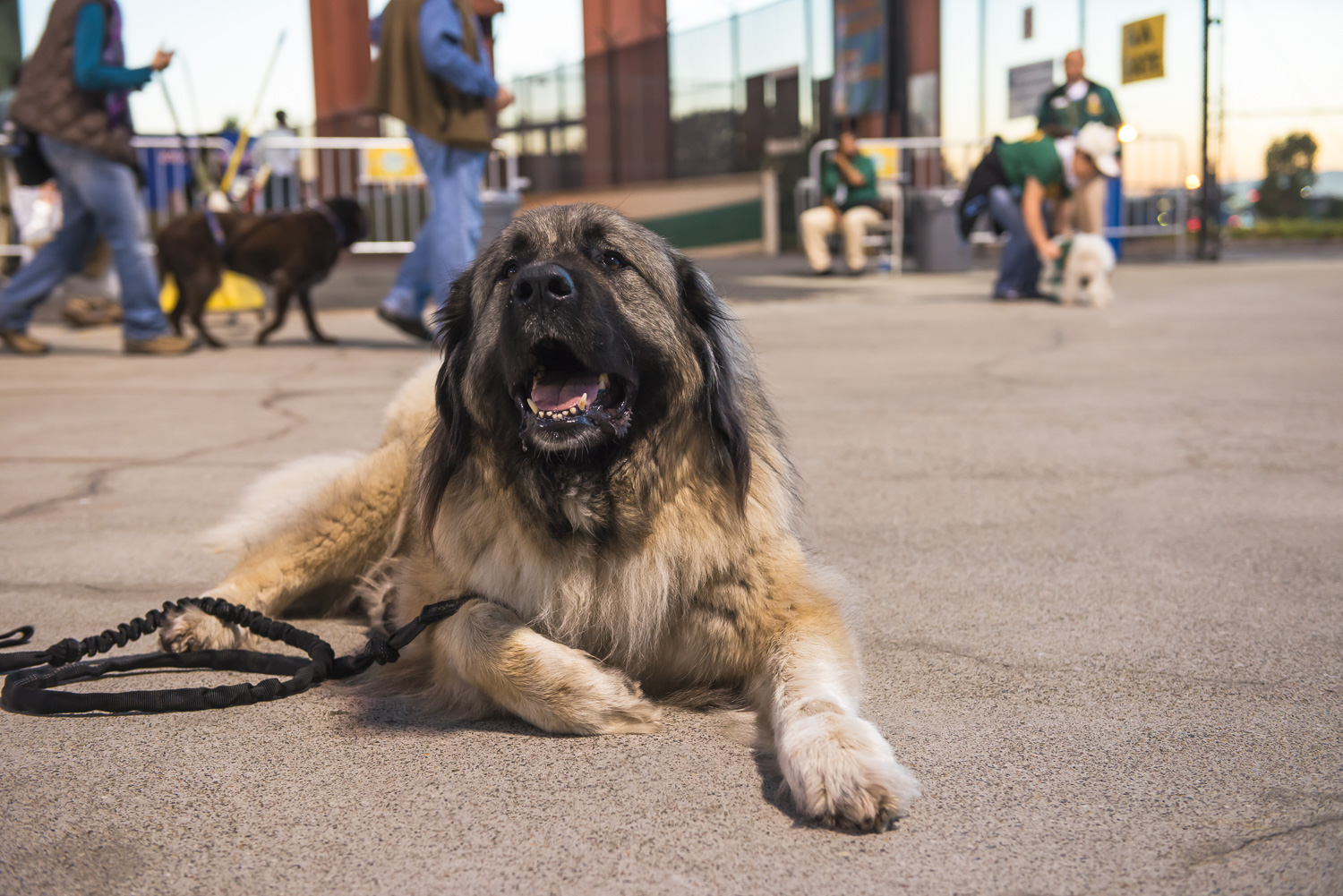 Hanging out at Dog Day at the Park // Ashley Petersen Photo