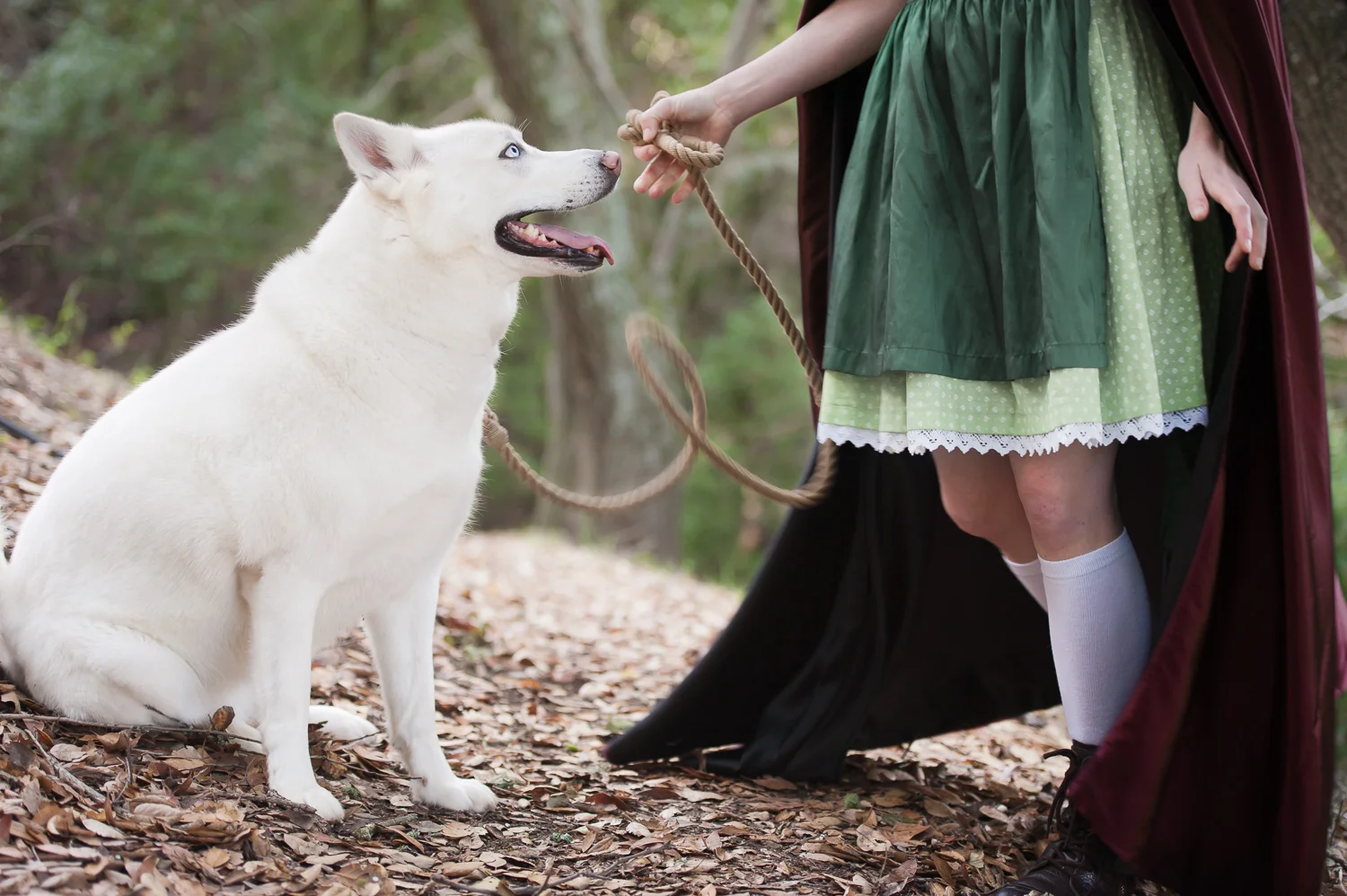 Red riding hood and the wolf // Conceptual Portraiture // Ashley Petersen Photo