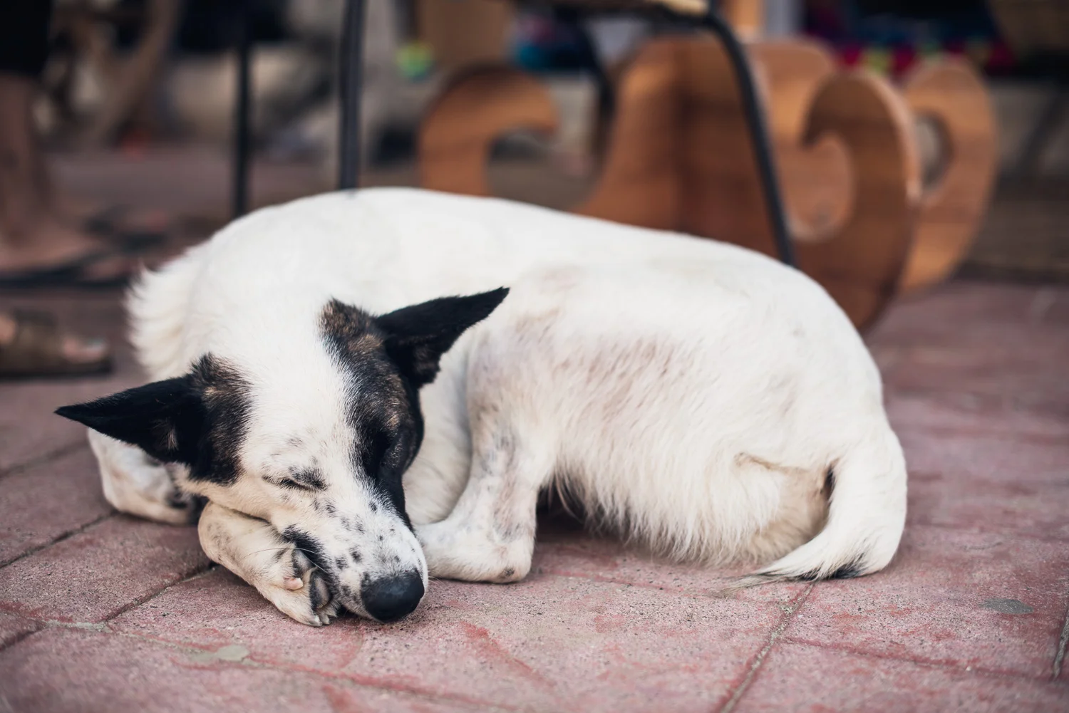 Dog in Sayulita // Ashley Petersen Photo