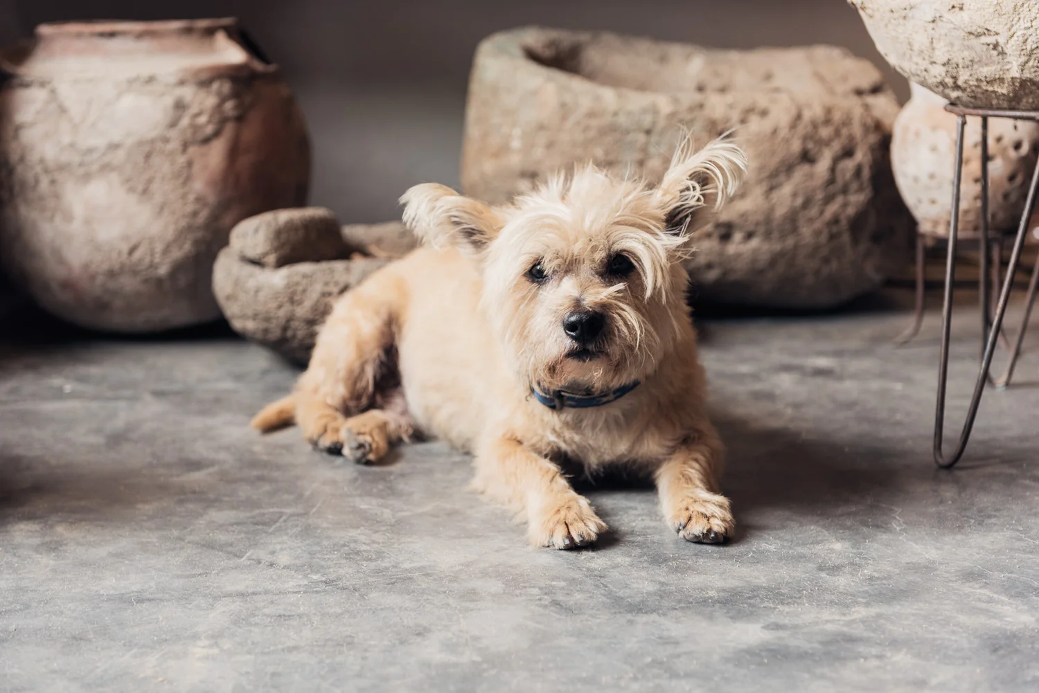 Shop Owner's Dog in Sayulita // Ashley Petersen Photo