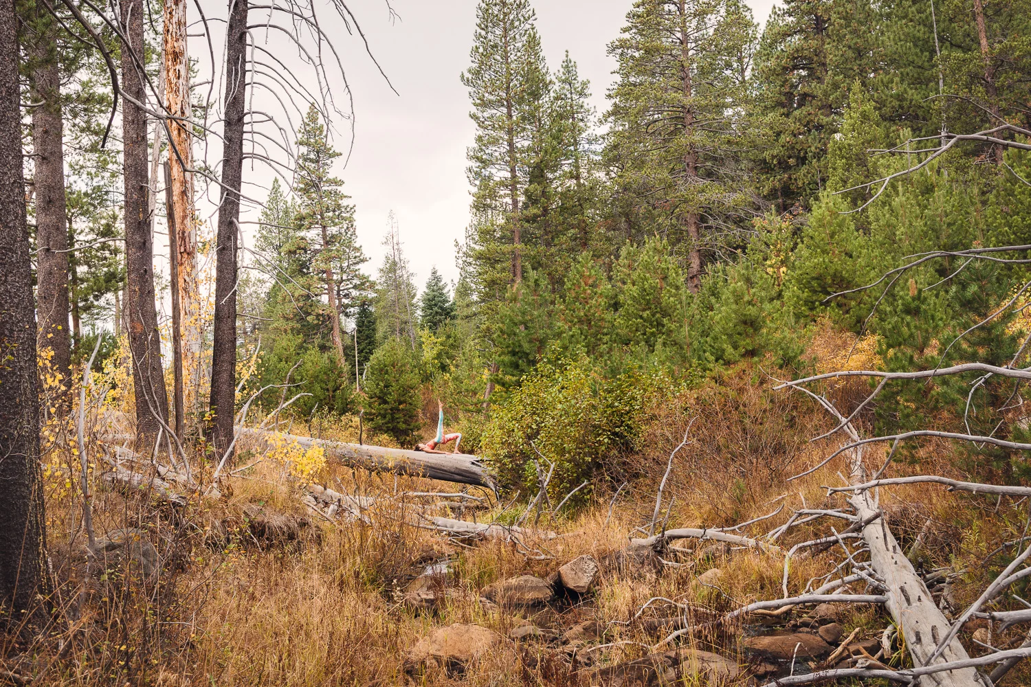 Yogi Ashley Dien // Bridge Pose // Ashley Petersen Photo