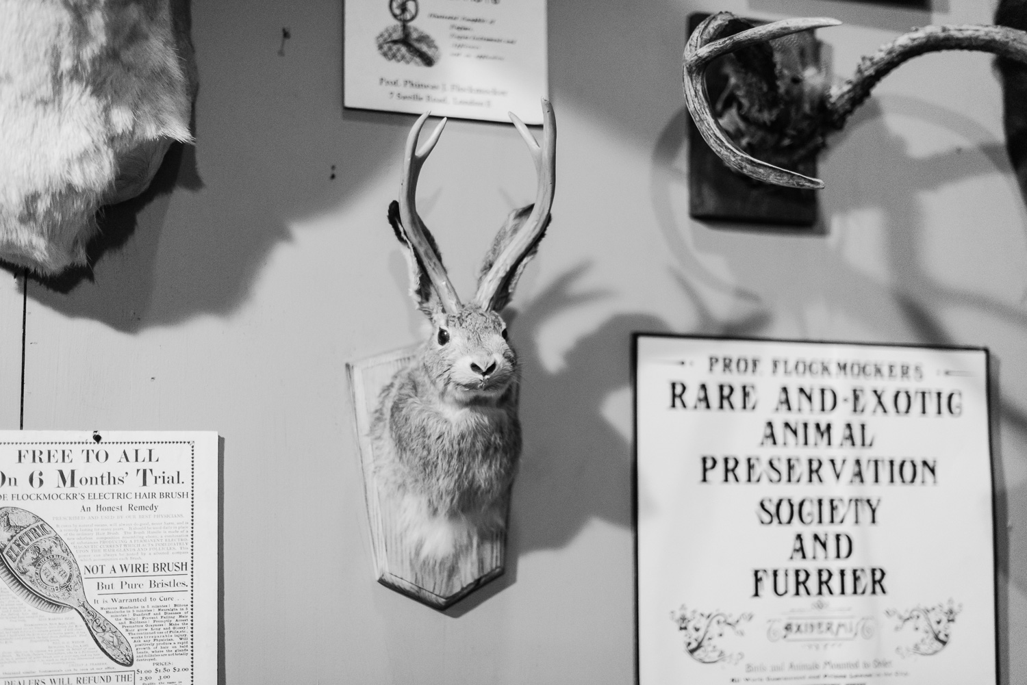 Fur rabbit at Dickens Fair // Ashley Petersen Photo