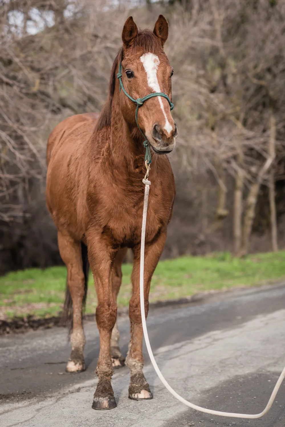 Spirit up for adoption at Horses Healing Hearts // Ashley Petersen Photo