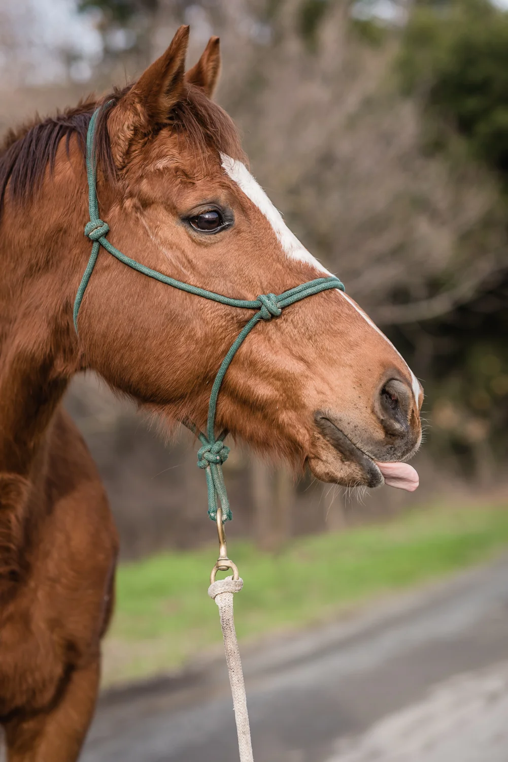 Spirit up for adoption at Horses Healing Hearts // Ashley Petersen Photo