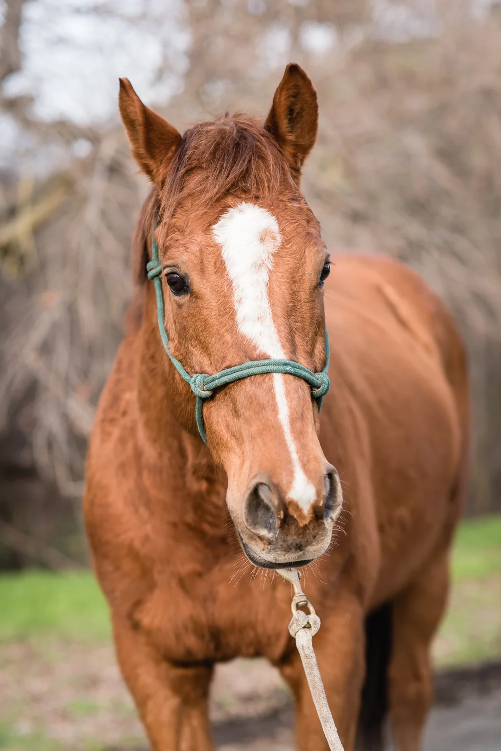 Spirit up for adoption at Horses Healing Hearts // Ashley Petersen Photo
