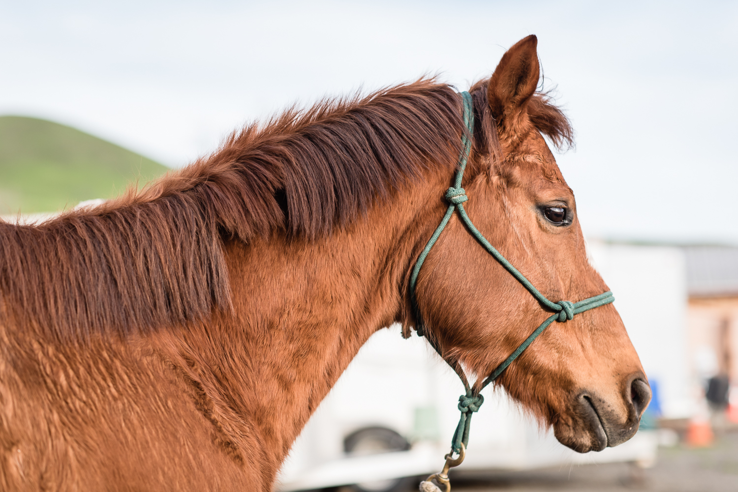 Spirit up for adoption at Horses Healing Hearts // Ashley Petersen Photo