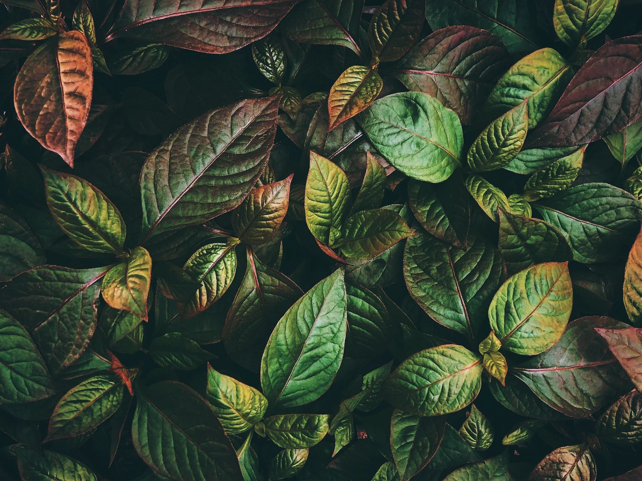 Scripture-Based Healing Declarations