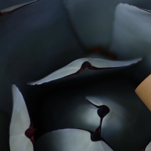 Tranquility 〰〰 #GEO cup in #gold .
.
.
.
#simple #summer #tableware #ceramics #stoneware #teaware #homegoods #minimal #contemporary #design #fusion #craftsmanship #chinese #eastern #western #california #losangeles #wallpapermagazine #studio #luxury #