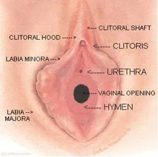 vagina luar.jpg