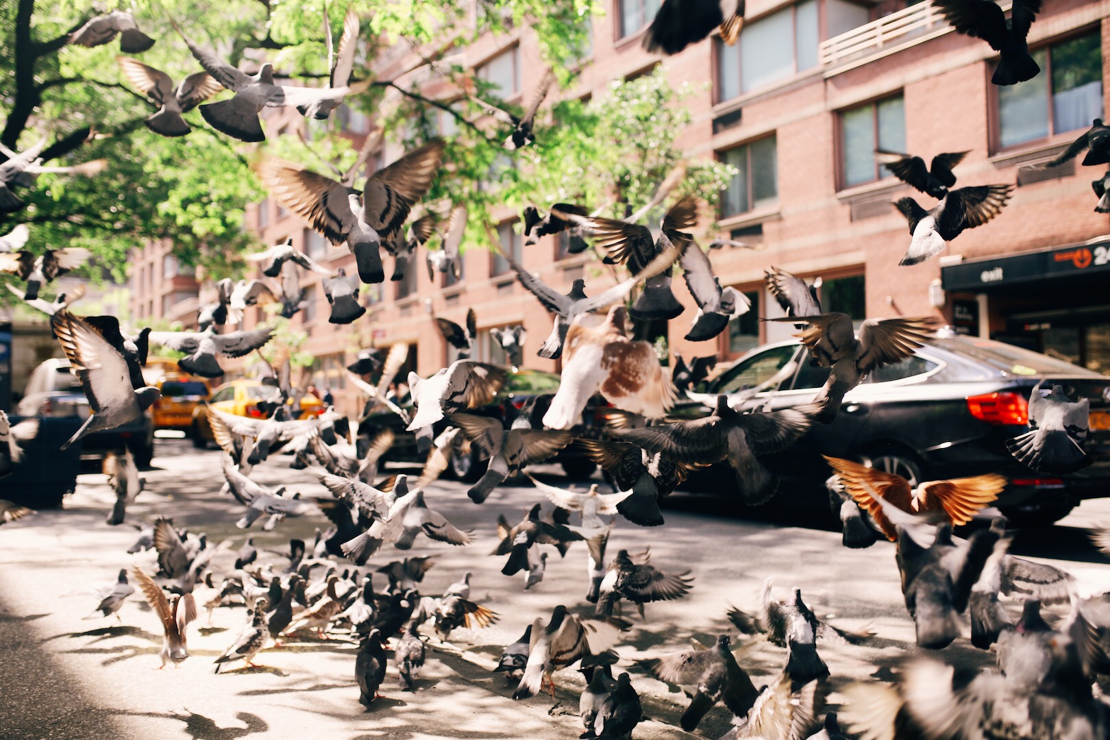 A flock of pigeons flying over a city street with parked cars and brick apartment buildings, green trees, and a clear sky in the background.