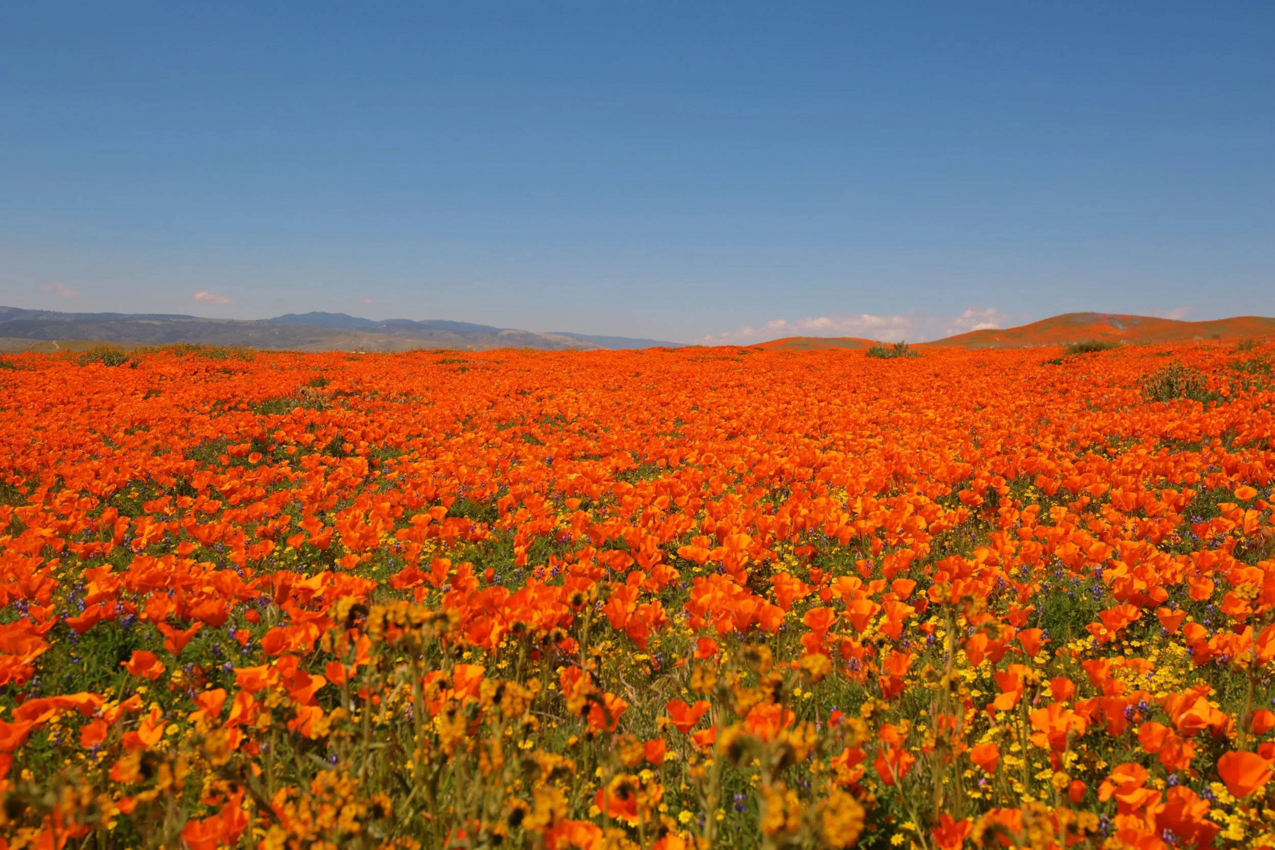 A vast field of vibrant orange poppies under a clear blue sky with distant mountains in the background.