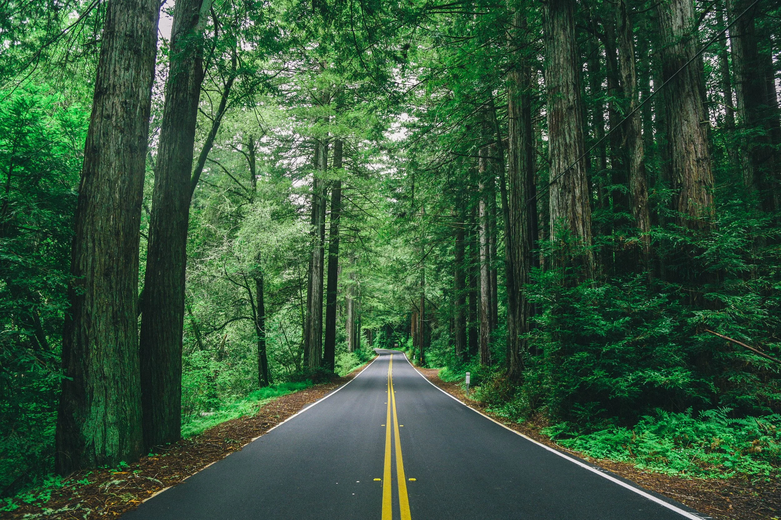 A paved road with double yellow lines runs through a dense forest of tall green trees on both sides.