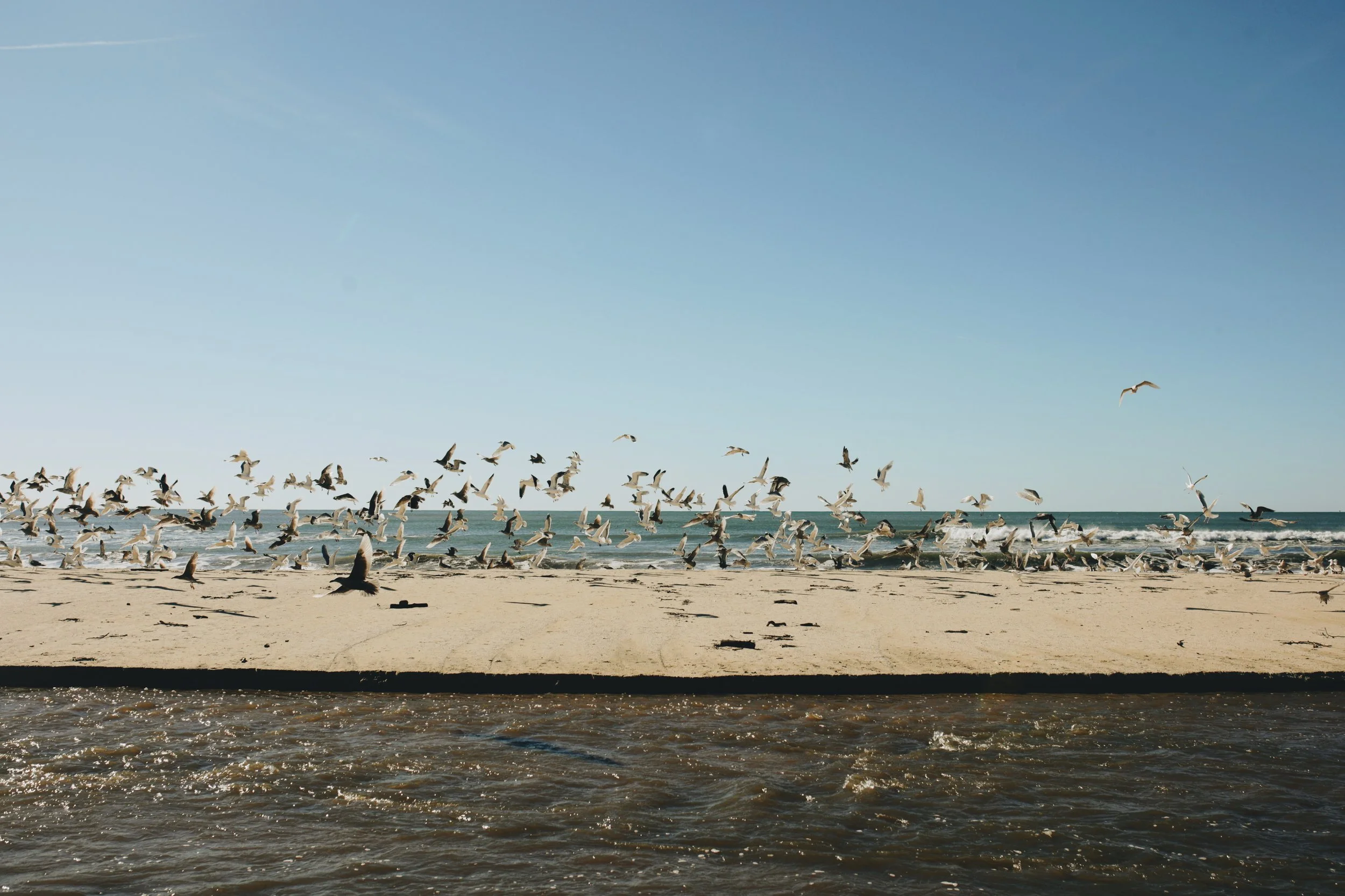 Seagulls flying over a beach with a sandy shore and ocean waves under a clear blue sky.
