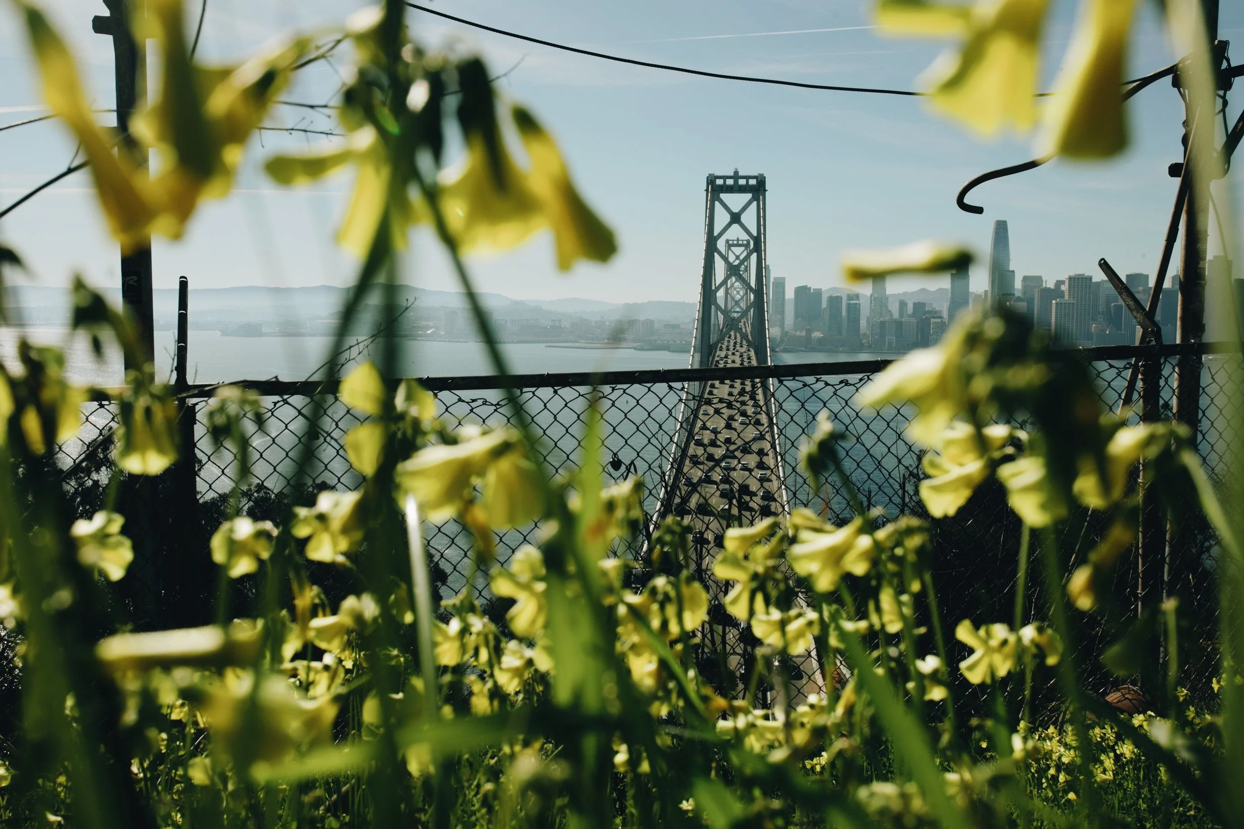 A view of the San Francisco-Oakland Bay Bridge framed by yellow flowers and a chain-link fence, with the city skyline in the background.