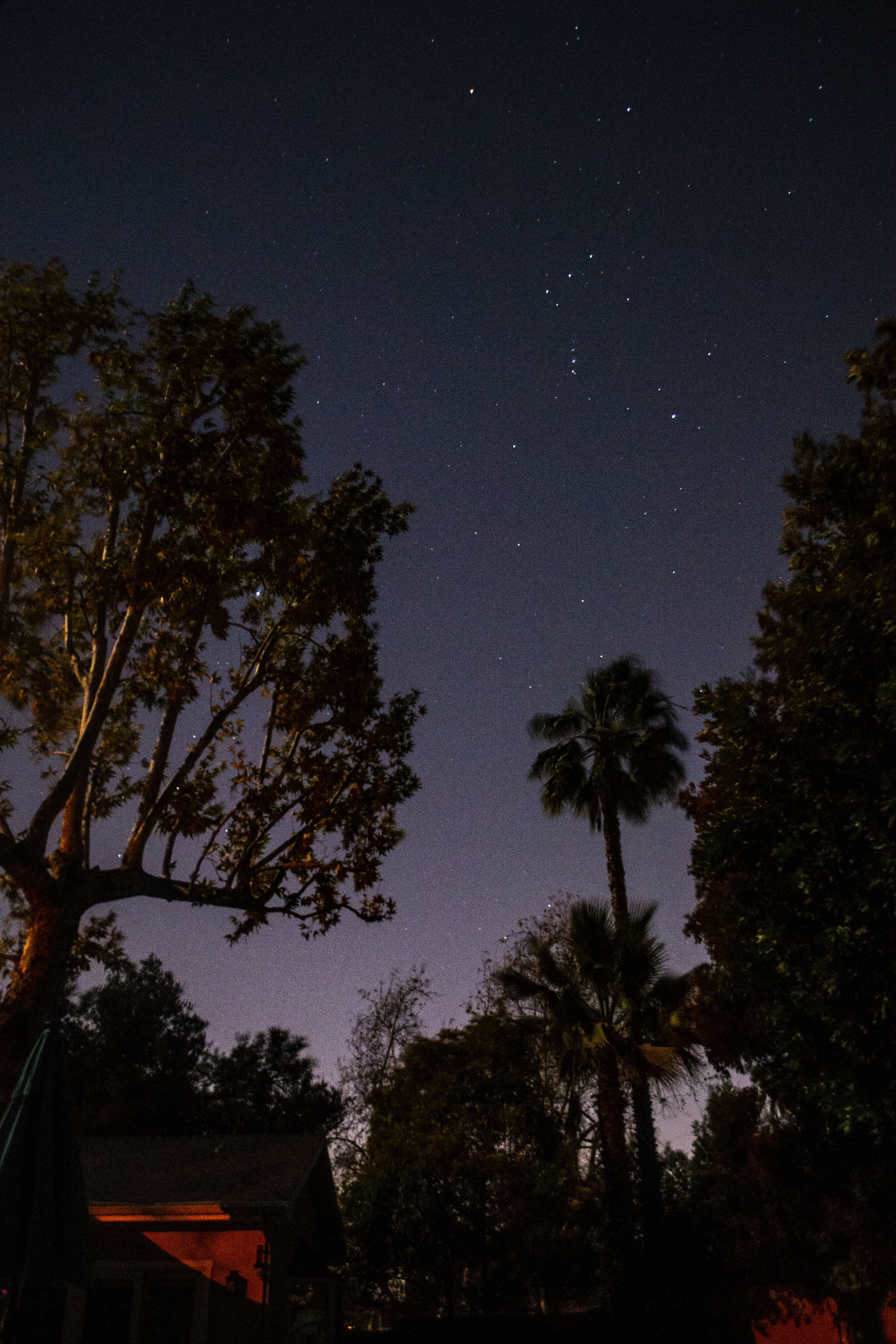 Orion & Sirius over Palm Tree_DSC6095.JPG