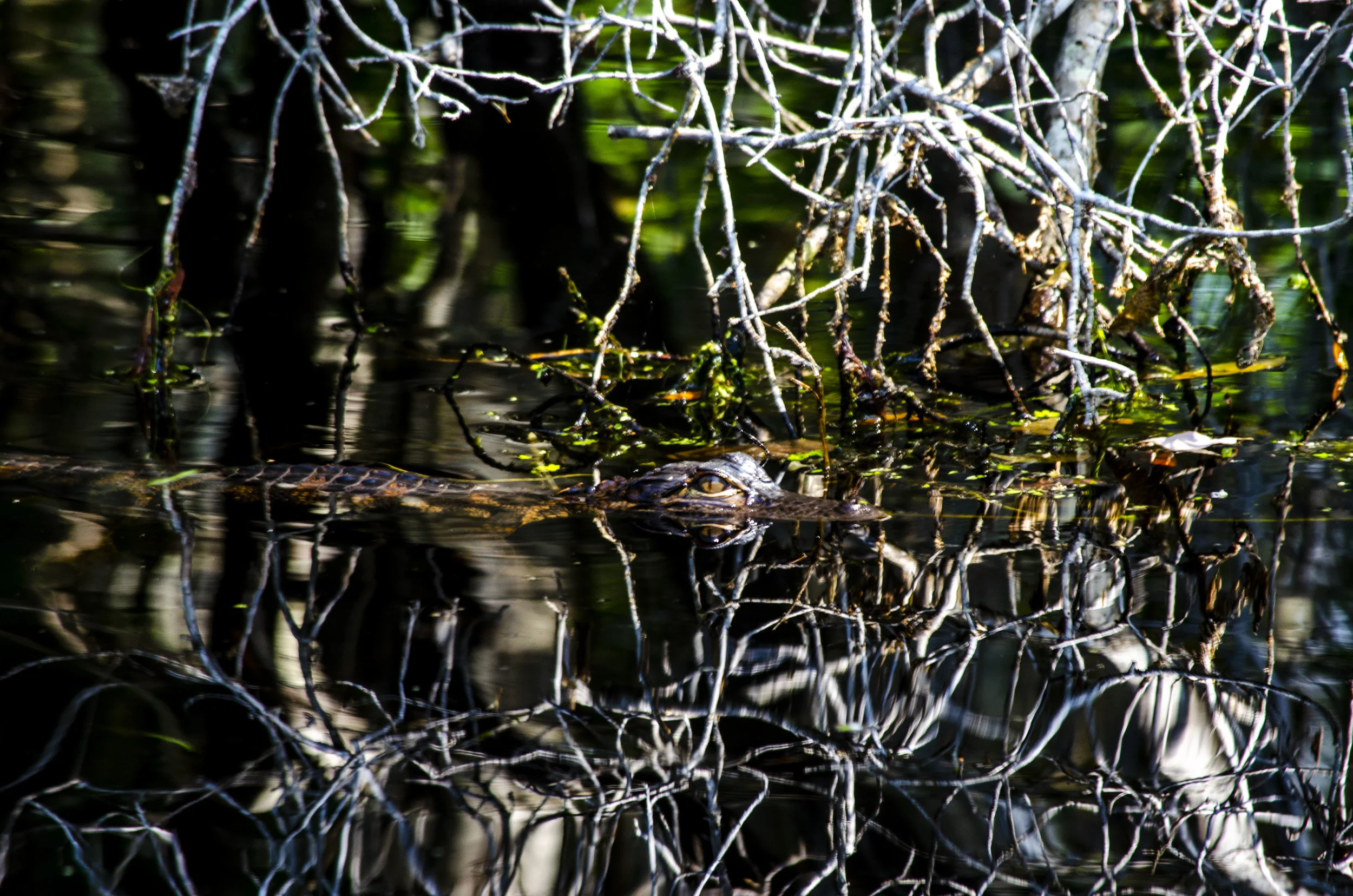 Alligator Swimming 2DSC_0106.JPG