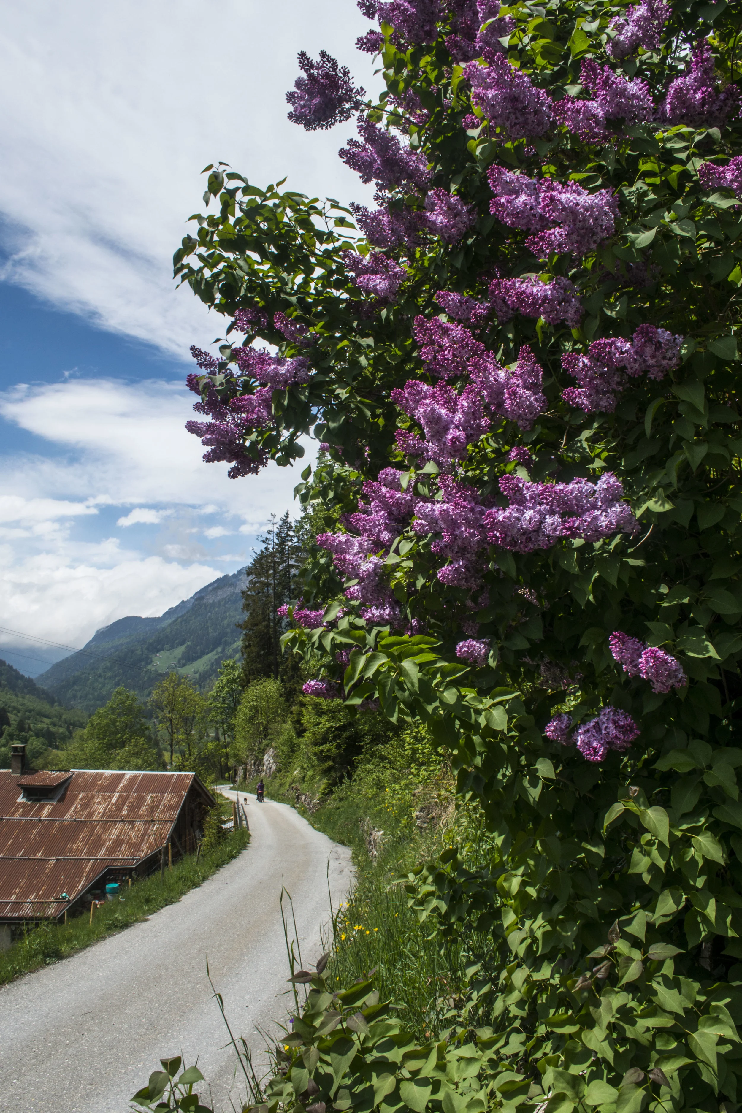 Kaeppeli 1 _DSC7657.JPG