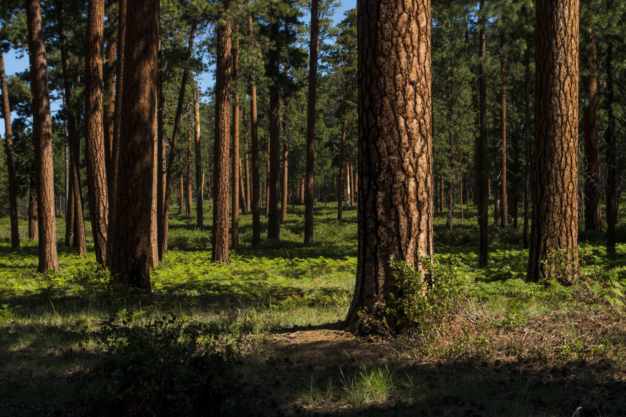 Central OR Ponderosas_DSC1063.JPG