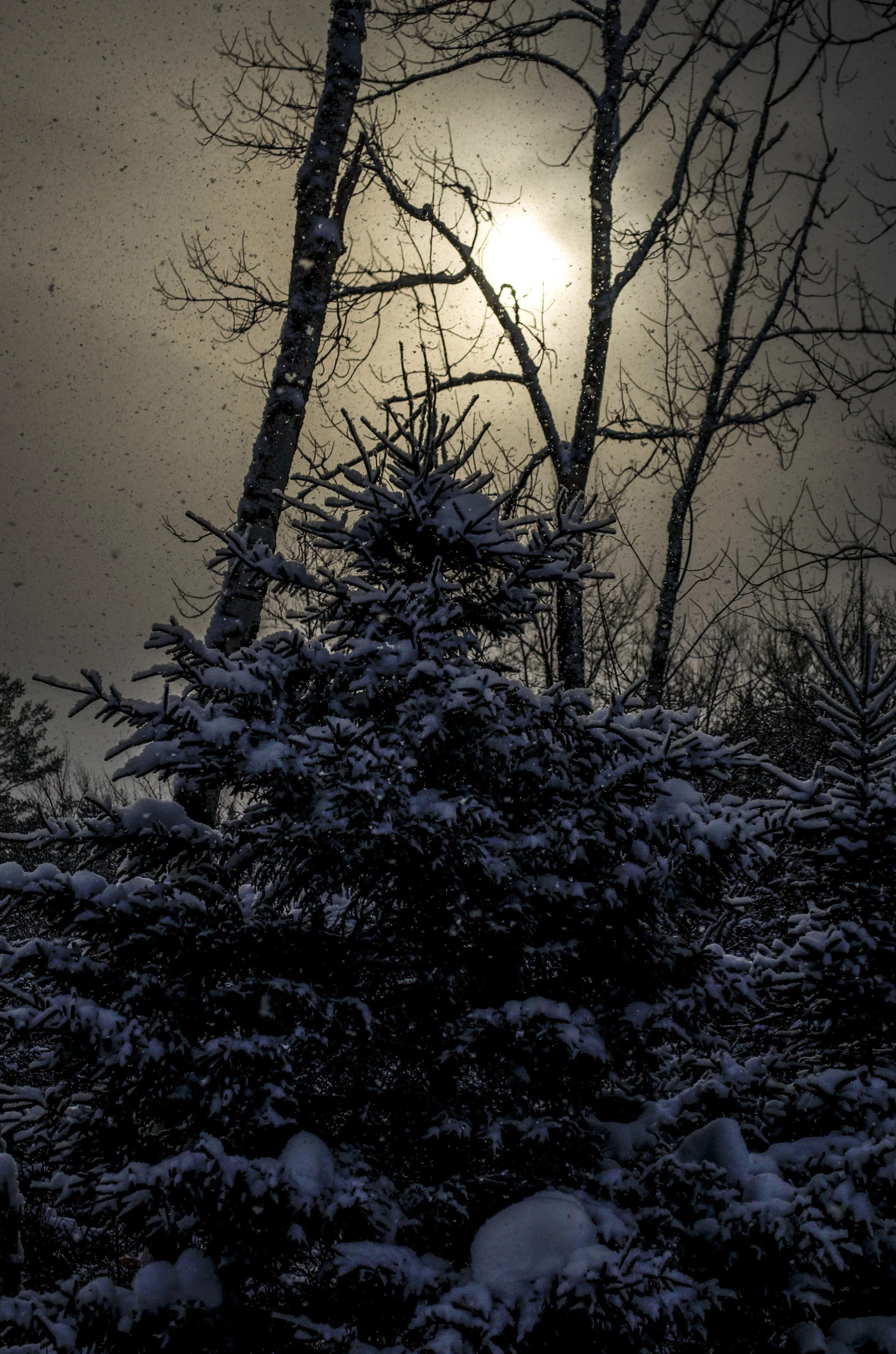 Granville Snow & SunDSC_0683.JPG