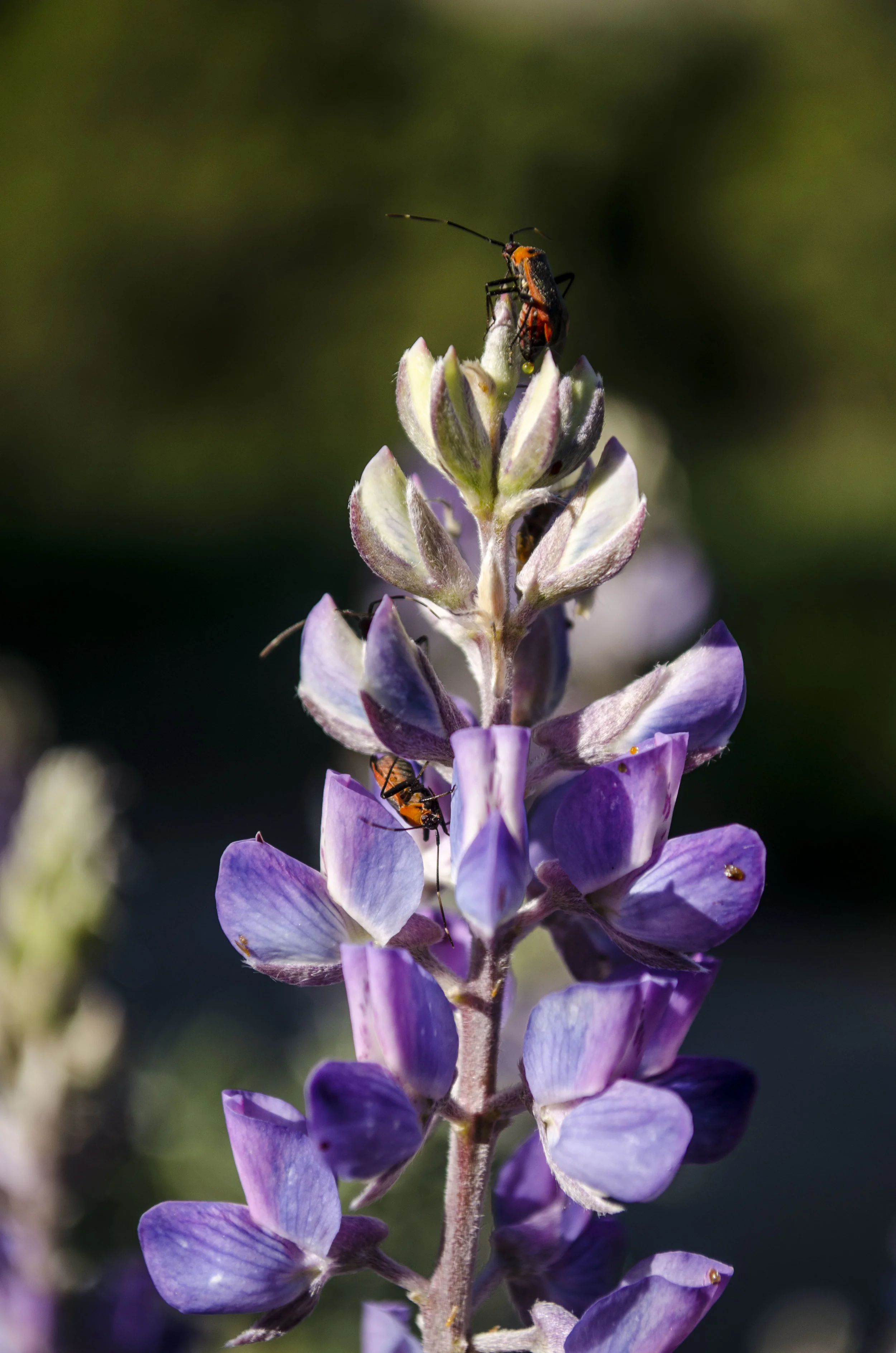 WildflowersDSC_0490.JPG