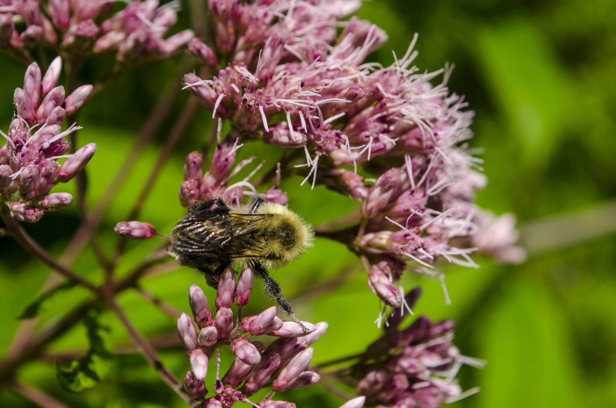 WildflowersDSC_0809.JPG