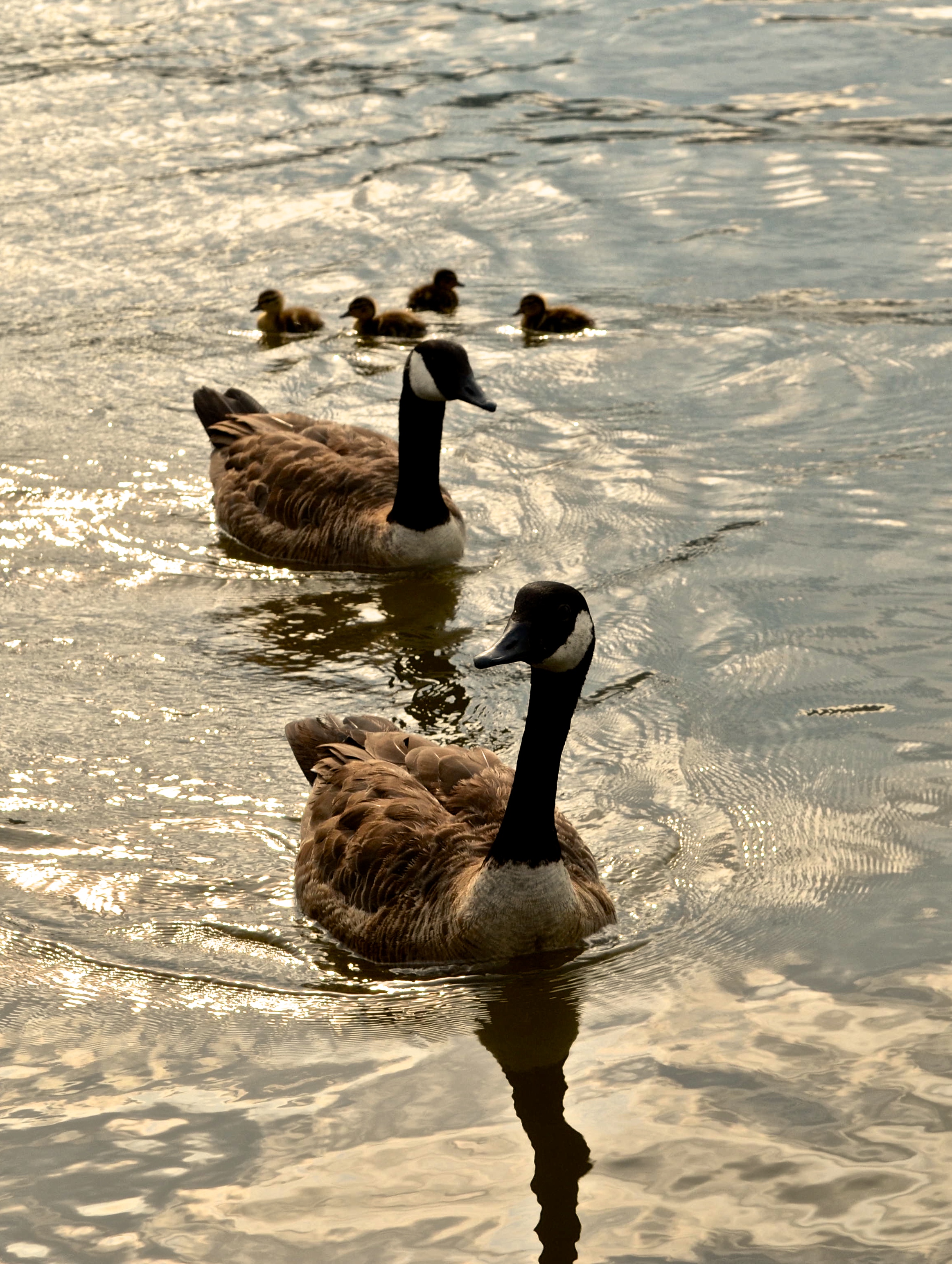 CanadaGeese_Pittsburgh,PA_July2015.JPG