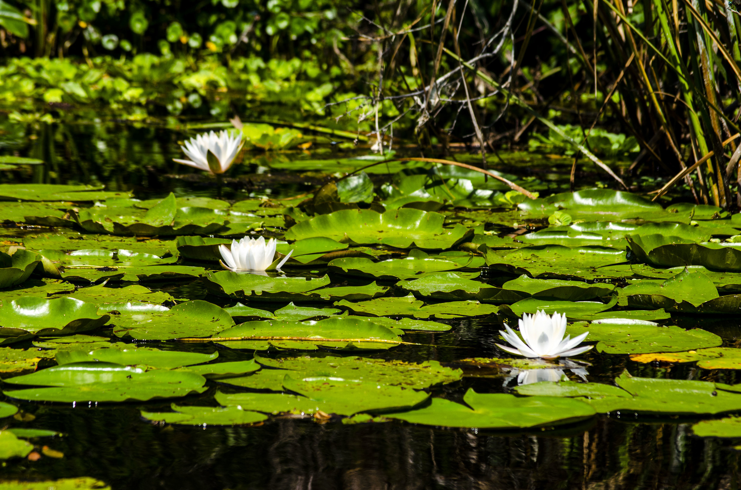  Lily Pads &amp; Lotus Flowers   Okeefanokee National Park, Georgia   July 2015  