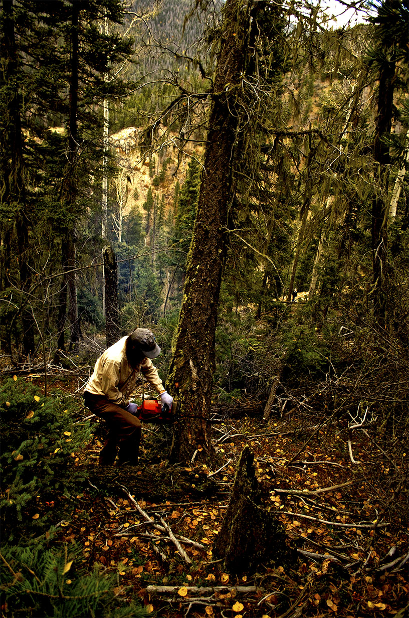 2. Ray Falling a Tree.jpg