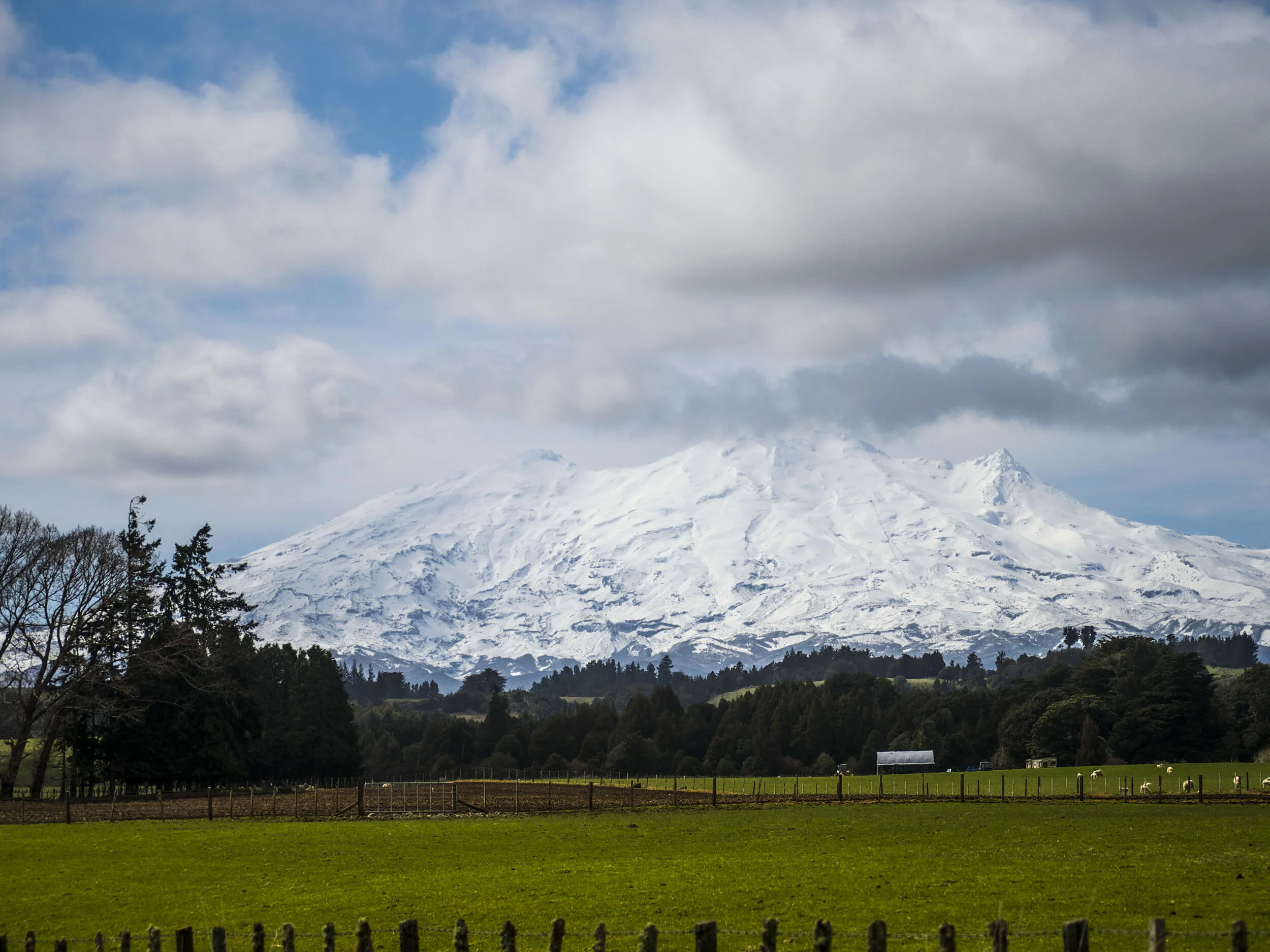 Mt Ruapehu & Sheep Farm - New Zealand.JPG
