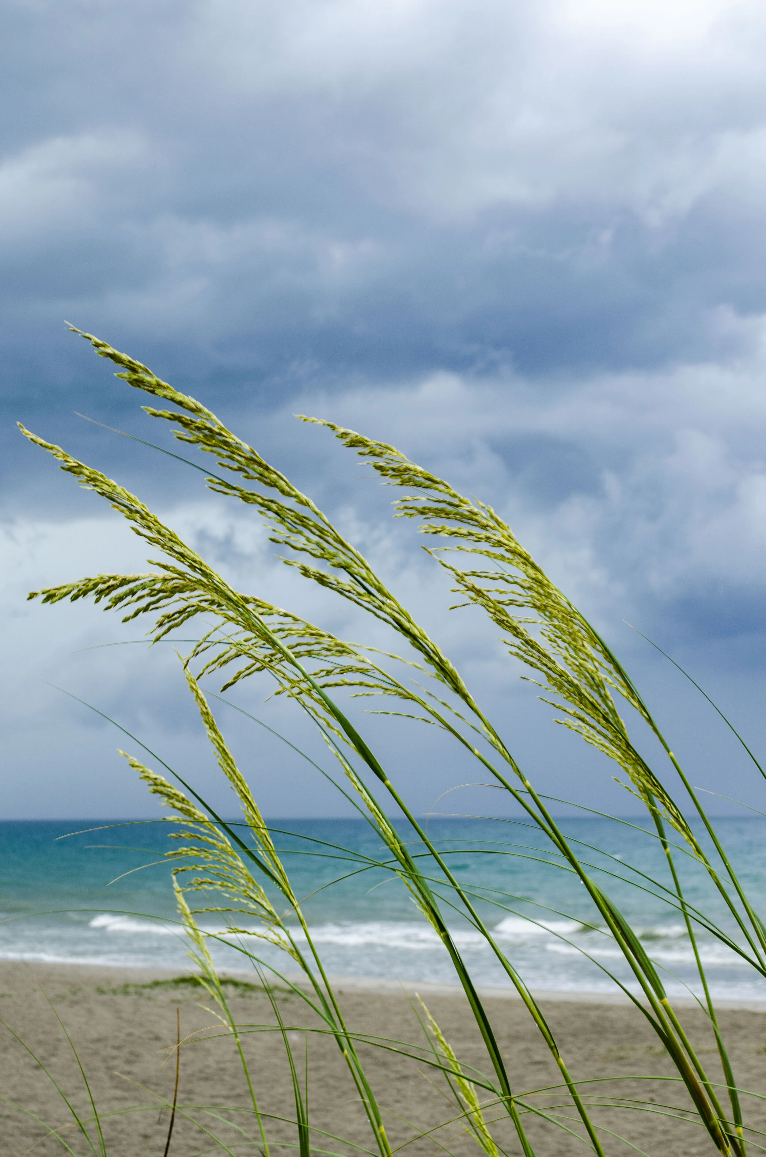 Sea OatsDSC_0692 copy.JPG