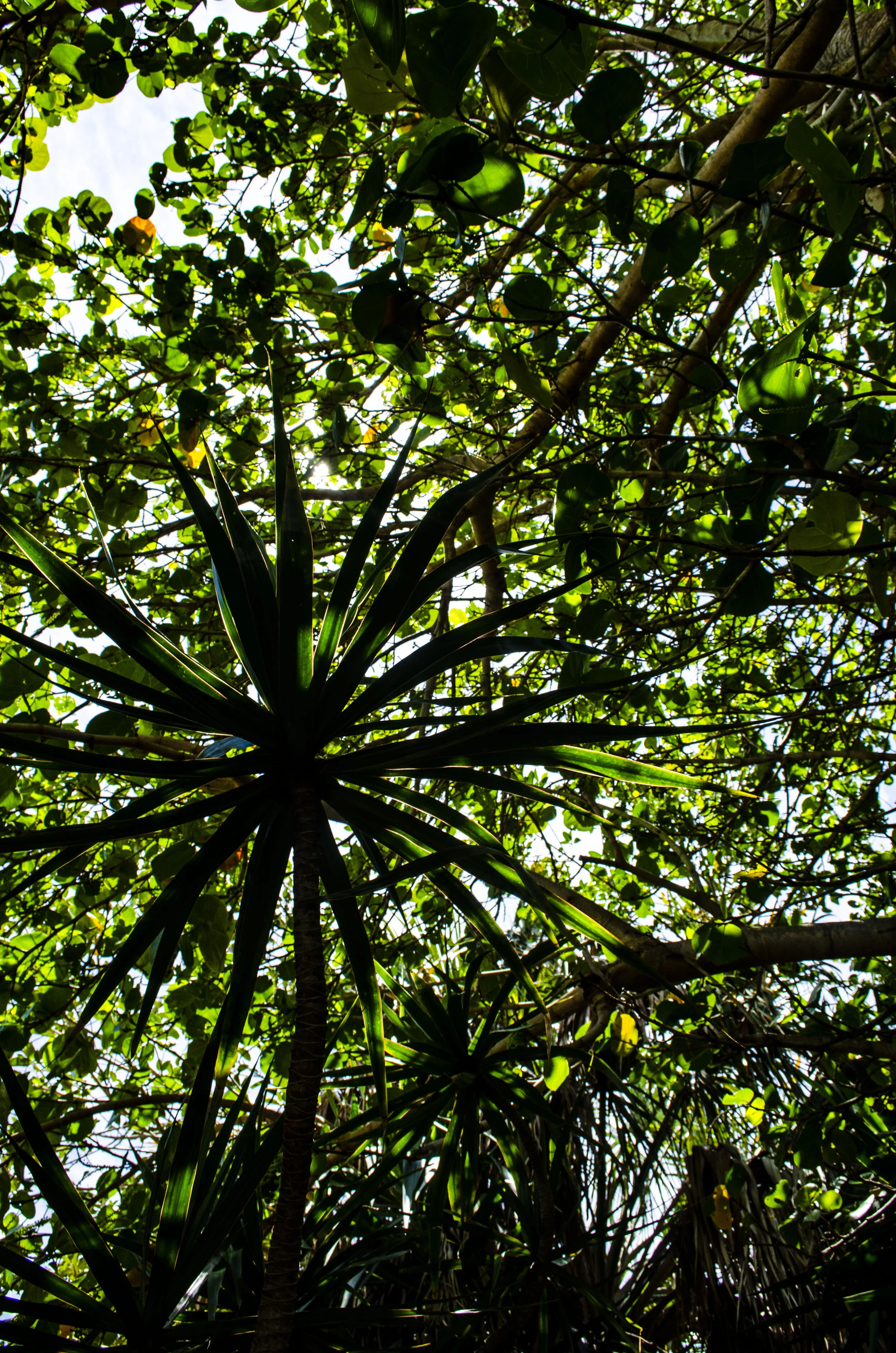 Tree Canopy SunlightDSC_0658.JPG